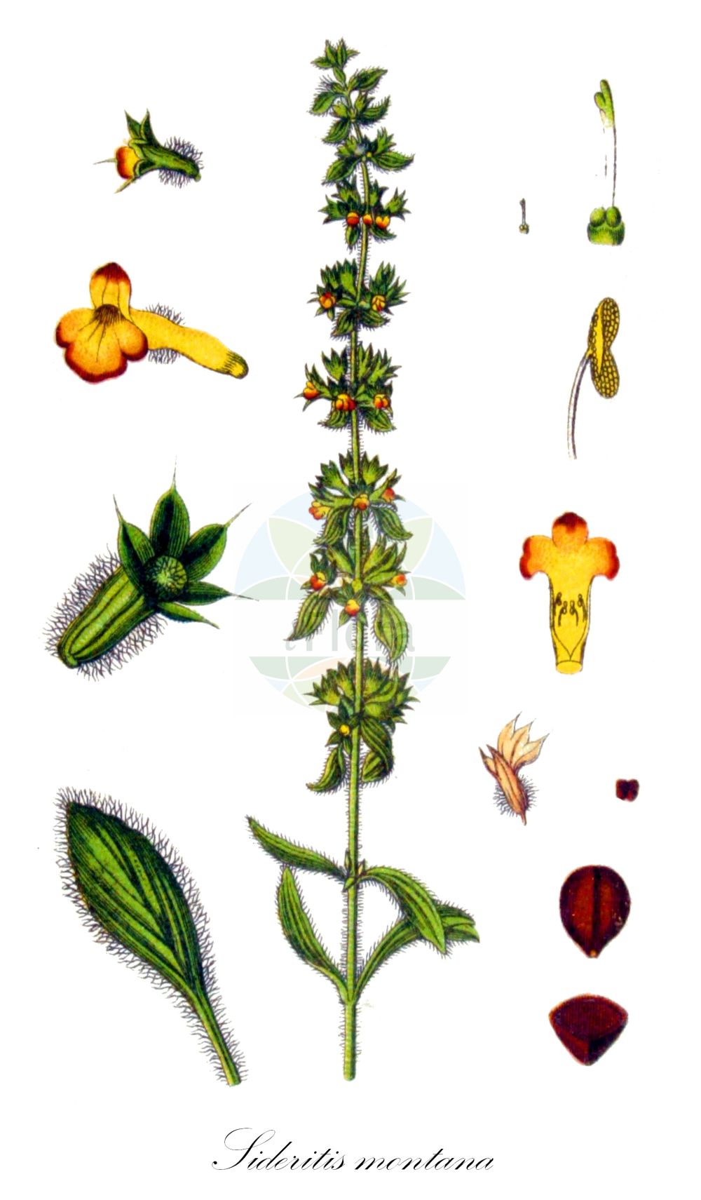 Sideritis montana - Lamiaceae,Plantae,Pteridobiotina,Angiosperms,Lamiales,Lamiaceae,Sideritis,Sideritis montana,Burgsdorfia montana, Hesiodia montana, Stachys montana,Berg-Gliedkraut;mountain ironwort;field ironwort;Crapaudine des montagnes;té de campo;zahareña lanuda;Stregonia montana;zahareña lanuda;ijzerkruid;железница горная;karaçay;siderit;sideriti i malit;espinadella petita;herba de Sant Antoní;gorski očist;sårmynta;gojnik drobnokwiatowy;gorski sklepnjak;sármányvirág;hojník chlumní;hojník horský;incheietoare;ránhoj horský;ránohoj horský;залізниця гірська;залізниця чубата;планински миризлив бурен;планинско маясълче;брдски шућерак;троцјепни очист;чистац;barzillon harari;בַּרְזִלּוֹן הֲרָרִי;τσάι του βουνού;dú mǎ cǎo;毒马草