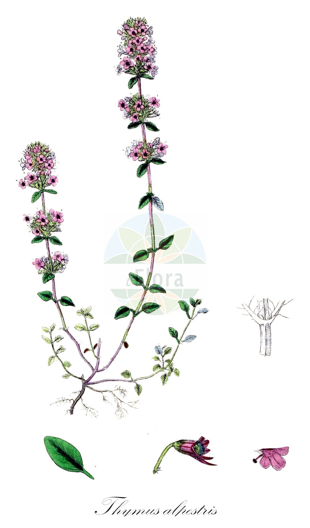Thymus alpestris - Lamiaceae,Plantae,Pteridobiotina,Angiosperms,Lamiales,Lamiaceae,Thymus,Thymus alpestris,Thymus alpestris f. albiflora, Thymus alpestris subvar. rubescens, Thymus alpestris var. opizianus, Thymus alpestris var. rubescens, Thymus chamaedrys var. alpestris, Thymus serpyllum f. alpestris, Thymus serpyllum f. formosus, Thymus serpyllum f. orbicularis, Thymus serpyllum f. serta-saxorum, Thymus serpyllum subsp. alpestris, Thymus serpyllum var. orbicularis, Thymus serpyllum var. trachselianus, Thymus subalpestris,Hochgebirgs-Thymian;Gebirgs-Thymian;Voralpen-Thymian;Voralpen-Feld-Thymian;wild thyme;alpine thyme;Thym alpestre;timo alpestre;тимьян альпийский;macierzanka halna;planinska materina dušica;havasi kakukkfű;mateřídouška alpinská;dúška alpská;чебрець альпійський