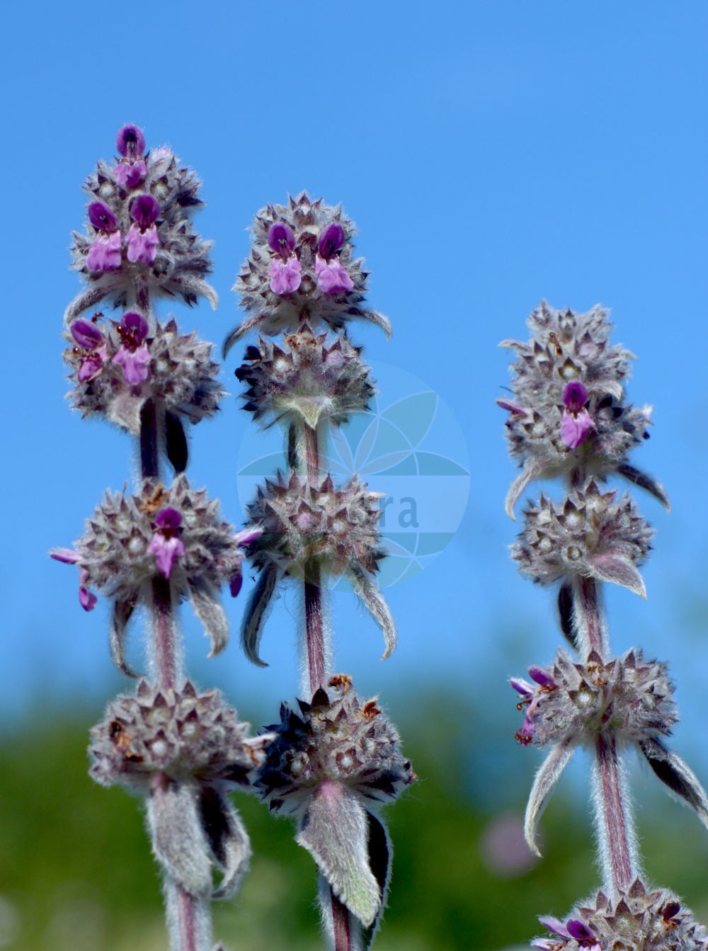 Stachys cretica subsp. salviifolia - Lamiaceae,Plantae,Pteridobiotina,Angiosperms,Lamiales,Lamiaceae,Stachys,Stachys cretica,Stachys cretica subsp. salviifolia,Eriostomum salviifolium, Stachys germanica subsp. italica, Stachys germanica subsp. salviifolia, Stachys germanica var. boissieri, Stachys germanica var. italica, Stachys salviifolia,épiaire à feuilles de sauge;épiaire d'Italie;stregona con foglie di salvia;čistac;žajbljevolistni čišljak
