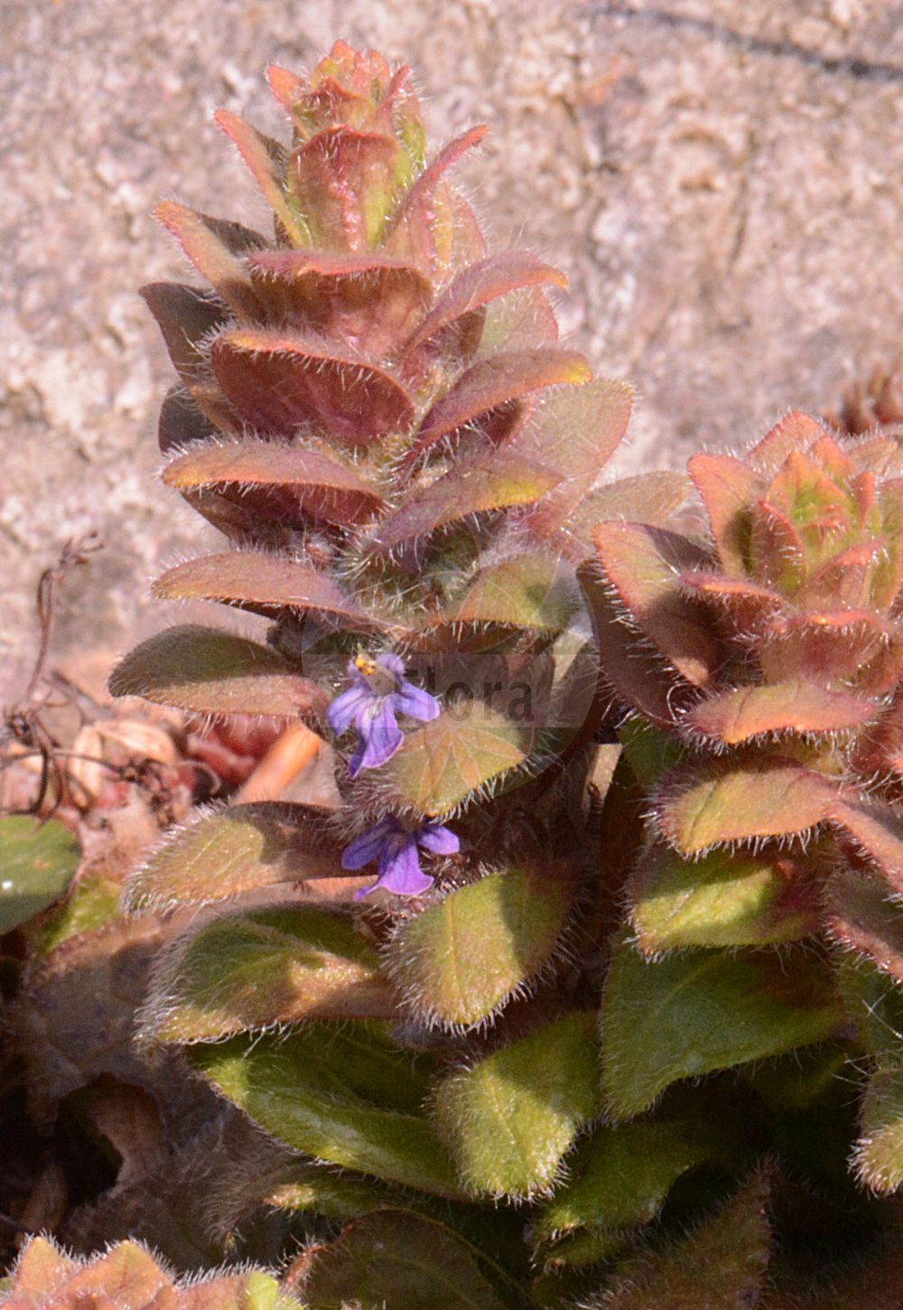 Ajuga pyramidalis - Lamiaceae,Plantae,Pteridobiotina,Angiosperms,Lamiales,Lamiaceae,Ajuga,Ajuga pyramidalis,Ajuga genevensis subsp. pyramidalis, Ajuga vulgaris subsp. pyramidalis, Bugula pyramidalis, Bulga pyramidalis, Teucrium pyramidale,Pyramiden-Günsel;pyramidal bugle;limestone bugle;Bugle pyramidale;búgula de bosque;búgula piramidal;Iva piramidale;krul-distel;pyramidale zenegroen;piramidenzenegroen;живушка пирамидальная;ajuga piramidale;ajugës;búgula piramidalis;blåsuga;pyramide-læbeløs;dąbrówka piramidalna;piramidasti skrečnik;tornyos ínfű;zběhovec jehlancovitý;zbehovec ihlancovitý;пирамидално срещниче;püramiidjas akakapsas;piramidālais cekuliņš;jonsokkoll;kartioakankaali;lyngbúi;дураћа;пирамидални горешник;stačioji vaisgina