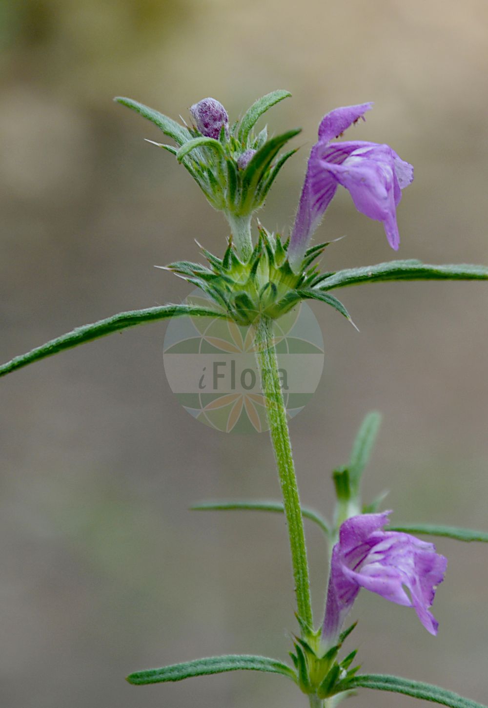 Galeopsis ladanum - Lamiaceae,Plantae,Pteridobiotina,Angiosperms,Lamiales,Lamiaceae,Galeopsis,Galeopsis ladanum,Dalanum ladanum, Galeopsis ladanum subsp. angustifolia, Ladanella ladanum, Lamium ladanum, Tetrahit ladanum,Acker-Hohlzahn;Breitblättriger Hohlzahn;broad-leaved hemp-nettle;field hemp-nettle;large pink hemp-nettle;red hemp-nettle;Galéopsis à feuilles larges;galéopsis à feuilles étroites;filasse bâtarde;galéopsis des champs;galéopsis intermédiaire;chariette sauvage;ortie rouge;crapaudine des champs;chanvre sauvage;galéopse des Cévennes;galéopse intermédiaire;galéopsis ladanum;canamo silvestre;cáñamo silvestre;Canapetta viola;gallinaccia;canapetta violacea;raai;brede raai;жабрей;пикульник ладанниковый;kedibaşı;galeopsë;galeopsis vermella;širokolisni šupljozub;mjuk-plister;mjukdån;sand-hanekro;poziewnik polny;njivski zebrat;piros kenderkefű;konopice širokolistá;konopice širolistá;tapoșnic;konopice širolistá;konopnica širokolistá;жабрій ладанний;бударица обикновена;бъзовлеп;ahtalehine kõrvik;platlapu aklis;dundå;pehmytpillike;смрдљива коприва;широколисна срба;raudonoji aklė