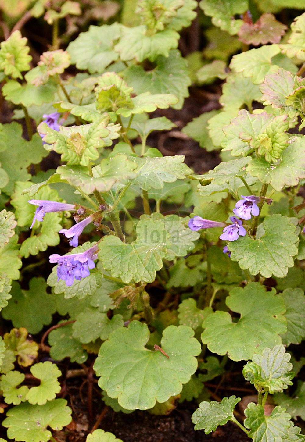 Glechoma hederacea - Lamiaceae,Plantae,Pteridobiotina,Angiosperms,Lamiales,Lamiaceae,Glechoma,Glechoma hederacea,Calamintha hederacea, Chamaecissos hederaceus, Chamaeclema hederacea, Glechoma borealis, Glechoma bulgarica, Glechoma hederacea f. rosea, Glechoma hederacea f. verticillata, Glechoma hederacea subsp. glabriuscula, Glechoma hederacea subsp. serbica, Glechoma hederacea unr. brevipetiolatum, Glechoma hederacea unr. microcalyx, Glechoma hederacea unr. variegata, Glechoma hederacea unr. villosa, Glechoma hederacea var. breviflora, Glechoma hederacea var. glabriuscula, Glechoma hederacea var. grandiflora, Glechoma hederacea var. grandifolia, Glechoma hederacea var. heterophylla, Glechoma hederacea var. hirsuta, Glechoma hederacea var. humilior, Glechoma hederacea var. magna, Glechoma hederacea var. major, Glechoma hederacea var. micrantha, Glechoma hederacea var. micrantha, Glechoma hederacea var. montana, Glechoma hederacea var. parvifolia, Glechoma hederacea var. umbrosa, Glechoma heterophylla, Glechoma intermedia, Glechoma lobulata, Glechoma longicaulis, Glechoma magna, Glechoma micrantha, Glechoma repens, Glechoma rigida, Glechoma rotundifolia, Glechoma serbica, Glechonion hederaceum, Nepeta glechoma, Nepeta glechoma var. hirsuta, Nepeta hederacea, Nepeta hederacea f. albovariegata, Nepeta rigida,Gewöhnlicher Gundermann;Gundermann;Echte Gundelrebe;Gundelrebe;Efeu-Gundermann;Gewöhnliche Gundelrebe;Haarige Gundelrebe;ground-ivy;creeping charlie;gill-over-the-ground;Lierre terrestre;Lierre terrestre commun;gléchome faux-lierre;rondette;rondelote;azérole;couronne de terre;courroie de St-Jean;drienne;herbe de St-Jean;herbe du bonhomme;lierret;rondelette;rondote;terrette;hiedra terrestre;yedra terrestre;zapatitos de la virgen;Edera terrestre;corona di terra;erba di San Giovanni;hondsdraf;aardveil;hera-terrestre;erva-de-são-joão;malvela;sanguina;будра плющевидная;glekoma në tratjë urthi;glekomë;heura caiguda;heura de terra;heura terrena;puzava dobričica;jordreva;korsknap;bluszczyk kurdybanek;kakidoshi;bršljanasta grenkuljica;kerek repkény;popenec břečťanovitý;popenec obecný;rotungioară;zádušník brečtanovitý;розхідник звичайний;бабичева трева;бръшлянова самобайка;бръшлянолистна самобайка;върболиче;глехома пъстролистна;самобайка;harilik maajalg;efeju sētložņa;korsknapp;maahumala;обична добричица;šliaužiančioji tramažolė;χαμοκισσός;ōu huó xuè dān;欧活血丹
