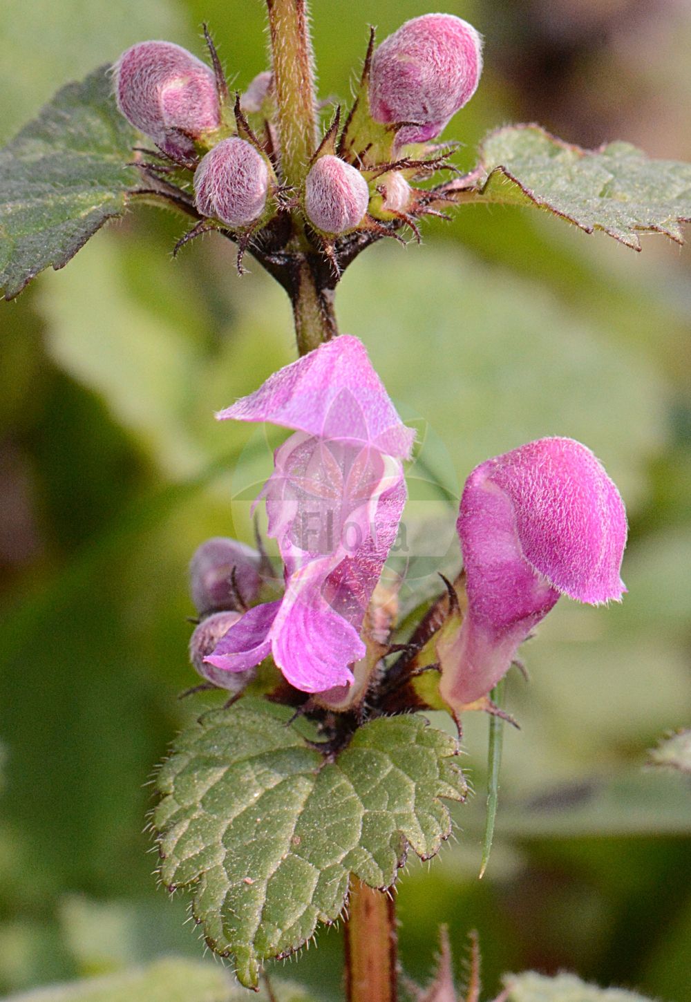 Lamium maculatum - Lamiaceae,Plantae,Pteridobiotina,Angiosperms,Lamiales,Lamiaceae,Lamium,Lamium maculatum,Lamium affine, Lamium album var. maculatum, Lamium cardiaca, Lamium columnae, Lamium columnae var. glabratum, Lamium columnae var. pubescens, Lamium cupreum, Lamium cupreum subsp. dilatatum, Lamium cupreum var. dilatatum, Lamium elegantissimum, Lamium foliosum, Lamium grandiflorum, Lamium grenieri, Lamium gundelsheimeri, Lamium hirsutum, Lamium laevigatum, Lamium laevigatum var. glabratum, Lamium laevigatum var. minor, Lamium laevigatum var. pubescens, Lamium maculatum f. albiflorum, Lamium maculatum f. alpinum, Lamium maculatum f. brevidens, Lamium maculatum f. dimorphum, Lamium maculatum f. echinatum, Lamium maculatum f. fasciatum, Lamium maculatum f. glabratum, Lamium maculatum f. lacteum, Lamium maculatum f. longearistatum, Lamium maculatum f. macrophyllum, Lamium maculatum f. pallidiflorum, Lamium maculatum f. rhombifolium, Lamium maculatum f. roseum, Lamium maculatum f. subalpinum, Lamium maculatum f. tenoreanum, Lamium maculatum f. trilobum, Lamium maculatum lus. crenatum, Lamium maculatum lus. lacteum, Lamium maculatum lus. pallidiflorum, Lamium maculatum prol. hirsutum, Lamium maculatum prol. rubrum, Lamium maculatum prol. rugosum, Lamium maculatum subsp. nemorale, Lamium maculatum subsp. strictopurpureum, Lamium maculatum subvar. parviflorum, Lamium maculatum var. alpinum, Lamium maculatum var. bourgaei, Lamium maculatum var. crenatum, Lamium maculatum var. cupreum, Lamium maculatum var. echinatum, Lamium maculatum var. elatius, Lamium maculatum var. glabratum, Lamium maculatum var. grenieri, Lamium maculatum var. hirsutum, Lamium maculatum var. humilius, Lamium maculatum var. inflatum, Lamium maculatum var. kansuense, Lamium maculatum var. lacteum, Lamium maculatum var. laevigatum, Lamium maculatum var. longearistatum, Lamium maculatum var. longifolium, Lamium maculatum var. macrophyllum, Lamium maculatum var. madrodonton, Lamium maculatum var. nemorale, Lamium maculatum var. niveum, Lamium maculatum var. pallidiflorum, Lamium maculatum var. parvifolium, Lamium maculatum var. rhombifolium, Lamium maculatum var. rubrum, Lamium maculatum var. rugosum, Lamium maculatum var. subalpinum, Lamium maculatum var. tenoreanum, Lamium maculatum var. truncatum, Lamium maculatum var. villosifolium, Lamium melissifolium, Lamium mutabile, Lamium niveum, Lamium pallidiflorum, Lamium rubrum, Lamium rubrum var. lacteum, Lamium rugosum, Lamium stoloniferum, Lamium tillii, Lamium truncatum, Lamium villosifolium, Lamium vulgatum var. rubrum,Gefleckte Taubnessel;spotted dead-nettle;spotted henbit;Lamier tacheté;lamier maculé;ortie à feuilles tachées;ortie morte;ortie rouge;ortie tachetée;ortiga manchada;chordiga muerta;chupamieles;lamio maculado;ortiga fétida;ortiga muerta;ortiga muerta manchada;Falsa ortica macchiata;dolcimela;milzadella;maj-bräken;gevlekte dovenetel;chuchas;chupa-pitos;coelhos;lâmio-maculado;яснотка пянистая;benli balıcak;hithëbuta me njolla;hithëbutë;lami maculat;pjegava mrtva kopriva;rosenplister;plettet tvetand;jasnota plamista;lisasta mrtva kopriva;foltos árvacsalán;hluchavka skvrnitá;urzică moartă;hluchavka škvrnitá;глуха кропива крапчаста;петниста мъртва коприва;tâpiline iminõges;plankumainā panātre;flekktvetann;hopeatäpläpeippi;маљава мртва коприва;пегава мртва коприва;nizmit ketu'ah;נִזְמִית קְטוּעָה;dėmėtoji notrelė;στικτό λάμιο;zǐ huā yě zhī ma;紫花野芝麻