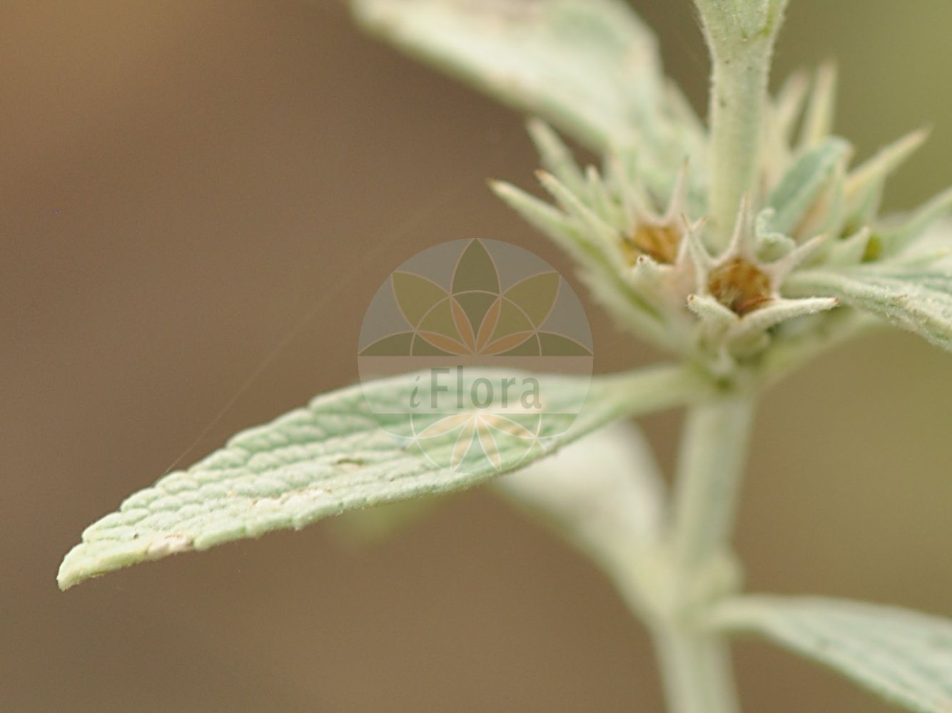 Marrubium peregrinum - Lamiaceae,Plantae,Pteridobiotina,Angiosperms,Lamiales,Lamiaceae,Marrubium,Marrubium peregrinum,Atirbesia bracteata, Marrubium affine, Marrubium angustifolium, Marrubium candidissimum, Marrubium candidissimum var. subrotundum, Marrubium civice, Marrubium creticum, Marrubium creticum, Marrubium flexuosum, Marrubium odoratissimum, Marrubium pannonicum, Marrubium pauciflorum, Marrubium peregrinum var. creticum, Marrubium praecox, Marrubium remotum, Marrubium rubrum, Marrubium setaceum, Marrubium uncinatum,Wander-Andorn;Ungarischer Andorn;Fremder Andorn;Grauer Andorn;Grau-Andorn;branched horehound;horehound;marrubio vagante;шандра чужеземная;yabani derme;bari i qenit;marubë;razgranjena marulja;szanta obca;fehér pemetefű;jablečník cizí;cătușnică sălbatică;jablčník cudzí;шандра рання;шандра чужоземна;преселен пчелник;пчелинок;сусерка;очајница;пустена мацина трава;пустени тетрљан;σάρωμα