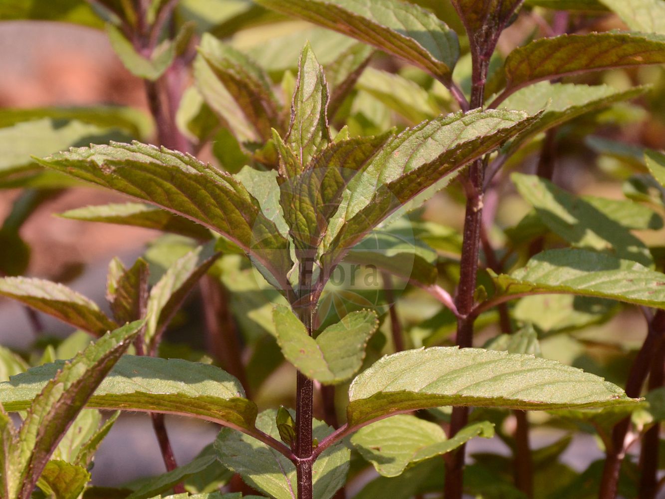 Mentha × piperita - Lamiaceae,Plantae,Pteridobiotina,Angiosperms,Lamiales,Lamiaceae,Mentha,Mentha × piperita,Mentha aquatica f. piperita, Mentha aquatica var. langii, Mentha aquatica var. piperita, Mentha balsamea, Mentha banatica, Mentha braousiana, Mentha canescens var. schultzii, Mentha concinna, Mentha crispula, Mentha durandoana, Mentha exaltata, Mentha fraseri, Mentha glabra, Mentha glabrata, Mentha glomerata var. piperita, Mentha hercynica, Mentha heuffelii, Mentha hircina, Mentha hircina, Mentha hirtescens, Mentha hortensis, Mentha hortensis var. citrata, Mentha hudsoniana, Mentha kahirina, Mentha langii, Mentha maximilianea var. schultzii, Mentha napolitana, Mentha nigricans, Mentha odora, Mentha officinalis, Mentha pimentum, Mentha piperita f. puberula, Mentha piperita f. rotundella, Mentha piperita var. balsamea, Mentha piperita var. beckeri, Mentha piperita var. braousiana, Mentha piperita var. calophylla, Mentha piperita var. calvifolia, Mentha piperita var. crispula, Mentha piperita var. durandoana, Mentha piperita var. globosiceps, Mentha piperita var. hercynica, Mentha piperita var. heuffelii, Mentha piperita var. hircina, Mentha piperita var. hispidula, Mentha piperita var. hudsoniana, Mentha piperita var. langii, Mentha piperita var. officinalis, Mentha piperita var. officinalis, Mentha piperita var. ouweneelii, Mentha piperita var. pennsylvanica, Mentha piperita var. pimentum, Mentha piperita var. piperoides, Mentha piperita var. poicila, Mentha piperita var. subhirsuta, Mentha piperita var. sylvestris, Mentha piperita var. vulgaris, Mentha piperoides, Mentha schultzii, Mentha suavis var. schultzii, Mentha tenuis, Mentha viridis var. piperita,Pfeffer-Minze;Pfefferminze;Menthe poivrée;Menta piperina