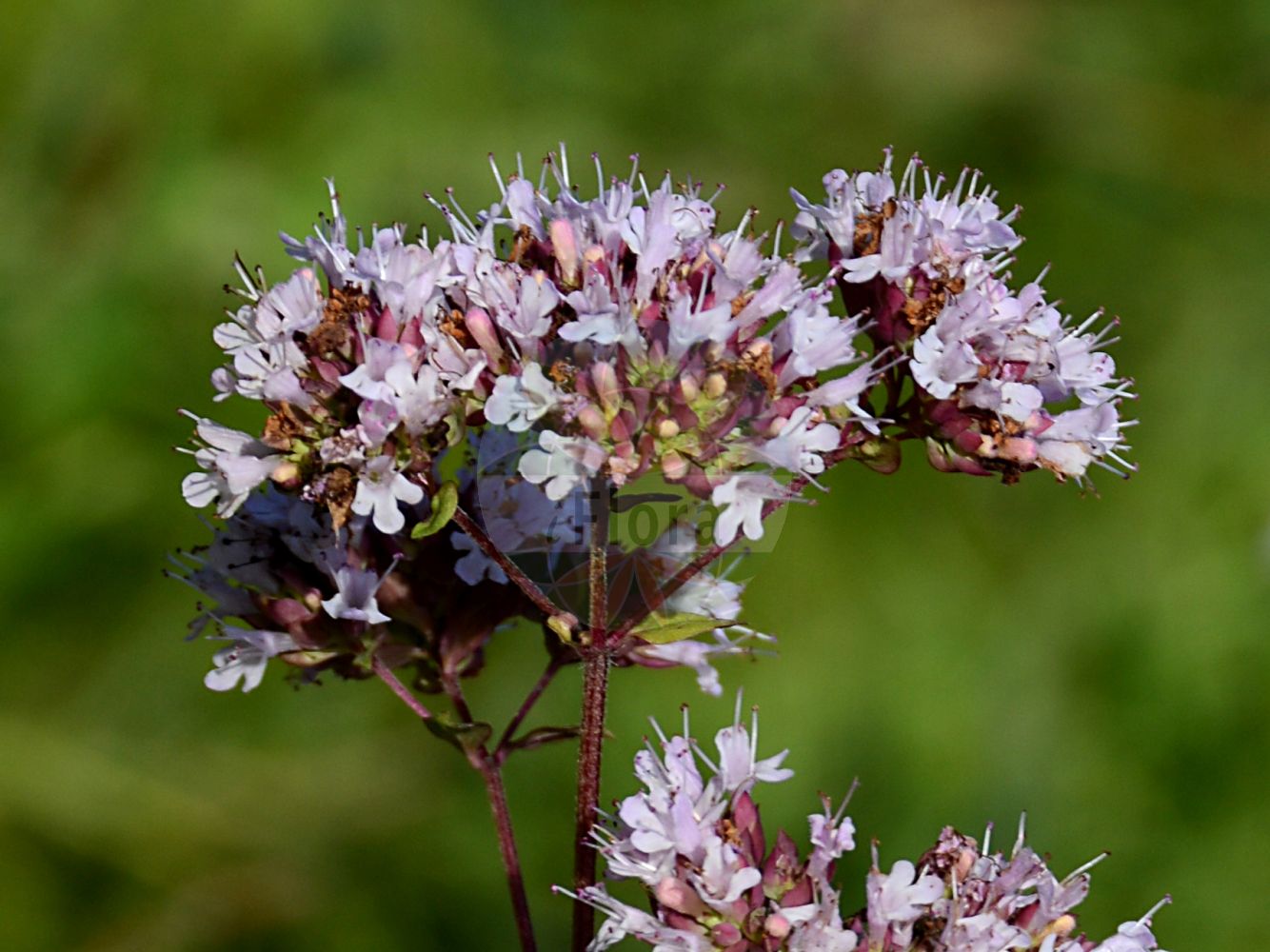 Origanum vulgare - Lamiaceae,Plantae,Pteridobiotina,Angiosperms,Lamiales,Lamiaceae,Origanum,Origanum vulgare,Origanum floridum, Thymus origanum,Gewöhnlicher Dost;Dost;Wintermajoran;Falscher Staudenmajoran;Wilder Majoran;Echter Dost;wild marjoram;bastard marjoram;common marjoram;oregano;Marjolaine;Origan;marjolaine sauvage;origan commun;marjolaine bâtarde;marjolaine d'Angleterre;marjolaine vivace;origan vulgaire;pelevoué;pied de lit;thé rouge;thym de berger;oregano comun;oregano común;orégano común;furiégano;hierba botifarrera;orégano;organo;perigüel;té rojo;zenojo;Origano comune;acciughero;maggiorana selvatica;origano;arigano;cornabusa;regano;rianu;rigano;wilde marjolein;ouregão;manjerona;душица обыкновенная;karakınık;çaj mali;mansuranë;rigon;fainó;herba de butifarra;majorana;moraduix;orega;orenga;té roig;obični mravinac;kungsmynta;lundmejram;merian;lebiodka pospolita;hanahakka;oregano;オレガノ;ハナハッカ;navadna dobra misel;szurokfű;dobromysl obecná;șovîrv;pamajorán obyčajný;материнка звичайна;обикновен риган;риган;harilik pune;parastā raudene;bergmynte;mäkimeirami;обични мравинац;paprastasis raudonėlis;αγριορίγανη;niú zhì;牛至