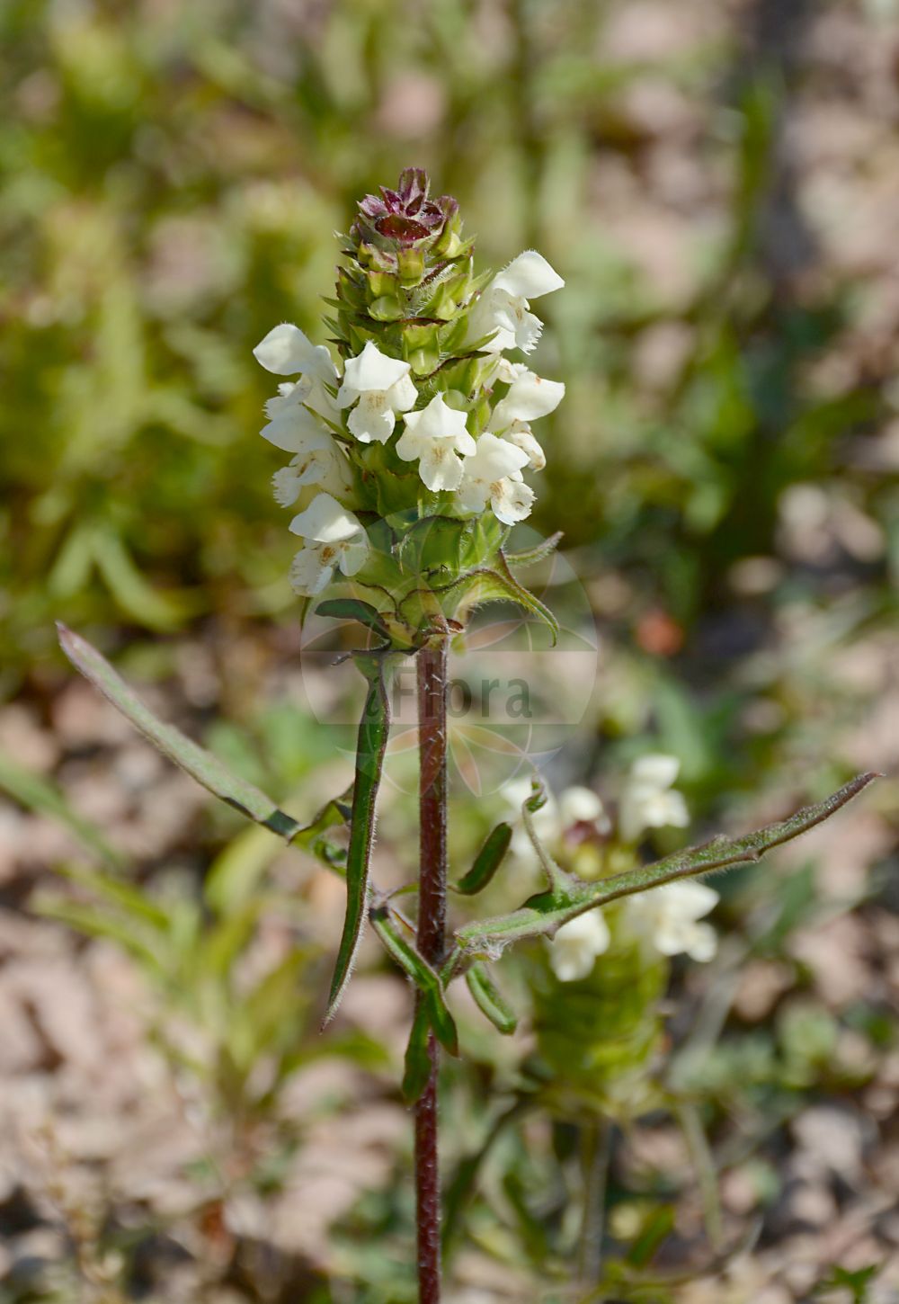 Prunella laciniata - Lamiaceae,Plantae,Pteridobiotina,Angiosperms,Lamiales,Lamiaceae,Prunella,Prunella laciniata,Prunella afriquena, Prunella alba, Prunella alba var. integrifolia, Prunella alba var. pinnatifida, Prunella grandiflora var. alba, Prunella grandiflora var. laciniata, Prunella integerrima, Prunella laciniata subsp. subintegra, Prunella laciniata var. integerrima, Prunella laciniata var. integrifolia, Prunella laciniata var. intermedia, Prunella laciniata var. macrostachya, Prunella laciniata var. pinnatifida, Prunella laciniata var. subintegra, Prunella sulphurea, Prunella vulgaris subsp. alba, Prunella vulgaris subsp. laciniata, Prunella vulgaris var. laciniata,Weiße Braunelle;Schlitzblättrige Braunelle;Schlitzblättrige Brunelle;Weiße Brunelle;cut-leaved selfheal;white selfheal;cutleaf selfheal;Brunelle blanche;Brunelle laciniée;brunelle découpée;brunela;brunela de hojas divididas;hierba de las heridas;morella laciniata;morenilla real;prunella gialla;Prunella gialla;morella laciniata;laurier-kerseboom;witte brunel;черноголовка дольчатая;черноголовка разрезная;bodur fesleğen;prunela e rrypzuar;prunelë;herba de la prunel·la;prunel·la blanca;žućkasta celinščica;flikbrunört;głowienka kremowa;deljenolistna črnoglavka;fehér gyíkfű;černohlávek dřípený;čiernohlávok driapatý;čiernohlávok zastrihovaný;суховершки роздільнолисті;нарязанолистна пришница;жућкасти црњевац;λευκό βουτυρόχορτο