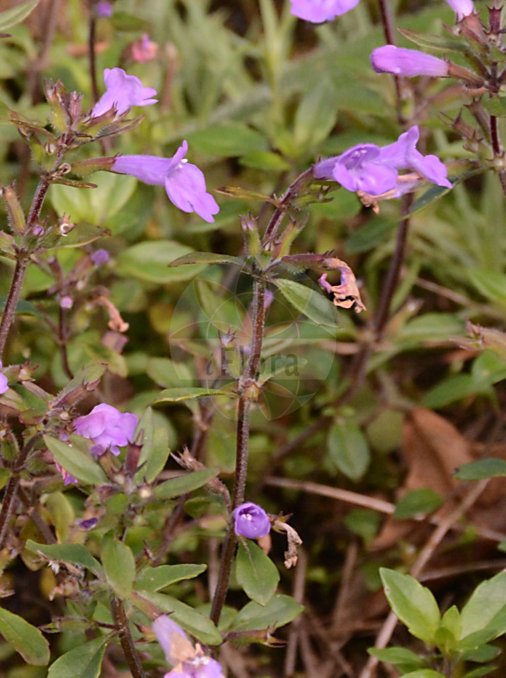 Clinopodium alpinum - Lamiaceae,Plantae,Pteridobiotina,Angiosperms,Lamiales,Lamiaceae,Clinopodium,Clinopodium alpinum,Acinos alpinus, Calamintha acinos subsp. alpina, Calamintha alpina, Faucibarba alpina, Melissa alpina, Satureja alpina, Thymus alpinus, Ziziphora alpicola, Ziziphora alpina, Ziziphora granatensis subsp. alpina,Alpenquendel;Alpen-Steinquendel;alpine calamint;rock thyme;Sarriette des Alpes;calament des Alpes;mélisse des Alpes;albahaca agreste;albahaca de monte;albahaca silvestre;hedeota;poleo de la sierra;poleo montesino;té de la sierra;té de monte;té de rastra;té de Sierra Nevada;té fino;Acino alpino;steentijm;горный тимьян;душевка альпийская;тимьян горный;щебрушка альпийская;dağ fesleğeni;mendërmirë;calament alpí;planinska gorska metvica;alpmynta;Alpmynte;czyścica alpejska;alpski šetrajnik;dušovka alpínska;щебрушка альпійська;алпийски ацинос;врисак;вричак;љупка