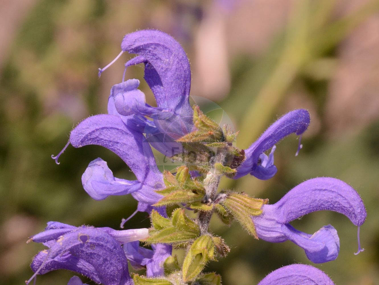 Salvia pratensis - Lamiaceae,Plantae,Pteridobiotina,Angiosperms,Lamiales,Lamiaceae,Salvia,Salvia pratensis,Gallitrichum pratense, Plethiosphace pratensis, Salvia pratensis var. caerulea, Sclarea pratensis,Wiesen-Salbei;meadow clary;meadow sage;introduced sage;Sauge des prés;sauge commune;salvia de los prados;gallocresta rústica;gallocresta silvestre;hormigón de prados;salvia pratense;savia;tárrago;Salvia comune;salvia dei prati;veldsalie;шалфей луговой;sherbelë;sherbelë e livadheve;madrona;sàlvia de prat;tàrrec;tàrrec de prat;tarró;livadna kadulja;ängssalvia;eng-salvie;szałwia łąkowa;travniška kadulja;mezei zsálya;šalvěj luční;salvie de cîmp;šalvia lekárska;šalvia lučná;шавлія лучна;ливаден конски босилек;aassalvei;pļavas salvija;engsalvie;niittysalvia;дивља кадуља;ливадарка жалфија;ливадна кадуља;pievinis šalavijas