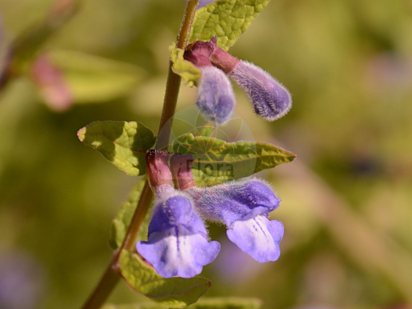 Scutellaria galericulata - Lamiaceae,Plantae,Pteridobiotina,Angiosperms,Lamiales,Lamiaceae,Scutellaria,Scutellaria galericulata,Cassida galericulata, Cassida major, Scutellaria adamsii, Scutellaria epilobiifolia, Scutellaria epilobiifolia f. albiflora, Scutellaria epilobiifolia f. rosea, Scutellaria galericulata f. albiflora, Scutellaria galericulata f. rosea, Scutellaria galericulata f. uberrima, Scutellaria galericulata var. epilobiifolia, Scutellaria galericulata var. glaberrima, Scutellaria galericulata var. humilis, Scutellaria galericulata var. pauciflora, Scutellaria galericulata var. pubens, Scutellaria galericulata var. pubescens, Scutellaria galericulata var. vulgaris, Scutellaria pauciflora,Gewöhnliches Helmkraut;Sumpf-Helmkraut;skullcap;blue skullcap;common skullcap;marsh skullcap;Grande toque;Scutellaire à casque;scutellaire casquée;toque en casque;toque des marais;tertianaire;centaurée bleue;herbe judaïque;lysimaque bleue;scutellaire toque;tasside;toque;toque bleue;trientale;hierba de la celada;tercianaria mayor;Scutellaria palustre;glidkruid;blauw glidkruid;escutelária;шлемник колпаковидный;шлемник колпаконосный;шлемник колпачковый;шлемник обыкновенный;шлемник петуший;su kasidesi;skutelarë;escutel·lària;močvarna grozničnica;frossört;almindelig skjolddrager;tarczyca pospolita;navadna čeladnica;vízmelléki csukóka;šišák vroubkovaný;mirgău;šišak vrúbkovaný;шоломниця звичайна;обикновена превара;harilik tihashein;parastā ķiverene;skjoldbærer;luhtavuohennokka;шишак;ka'arurit habbitzah;קַעֲרוּרִית הַבִּצָּה;pelkinė kalpokė;kuī zhuàng huáng qín;盔状黄芩