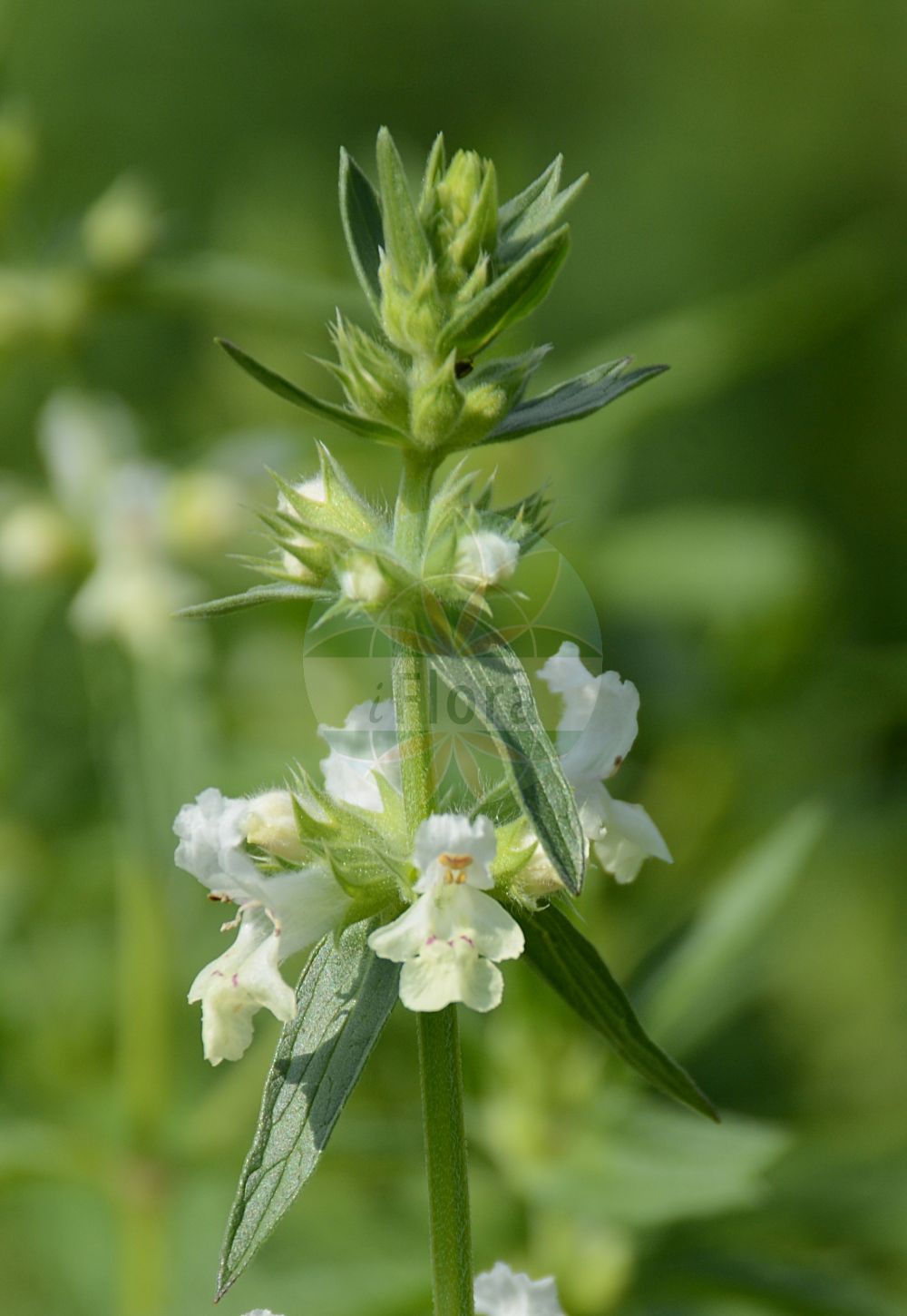 Stachys annua - Lamiaceae,Plantae,Pteridobiotina,Angiosperms,Lamiales,Lamiaceae,Stachys,Stachys annua,Betonica annua, Olisia annua, Prasium stachydium, Stachys betonica,Einjähriger Ziest;Einjahrs-Ziest;annual yellow-woundwort;annual woundwort;hedge-nettle betony;annual hedgenettle;Epiaire annuelle;petite crapaudine;épiaire annuelle;hierba de la feridura;betónica anual;ortiga hedionda;herba pelosa;hierba vellosa;Stregona annuale;strega gialla;erba stregona;stragona annuale;middelste duivekervel;zomerandoorn;чистец однолетний;чистец пушистый;hacıosman otu;sarusha njëvjeçare;sarushë;jednogodišnji čistac;middelste dovenetel;sommarsyska;gulsyska;enårig galtetand;czyściec roczny;enoletni čišljak;tarlótisztesfű;tarlóvirág;čistec roční;cinsteț;čistec ročný;чистець непомітний;чистець однорічний;чистець пухнатий;едногодишен ранилист;üheaastane nõianõges;vasaras sārmene;orientsvinerot;keltapähkämö;бели чистац ситан;једногодишњи чистац;старачац;vienametė notra;στάχυς