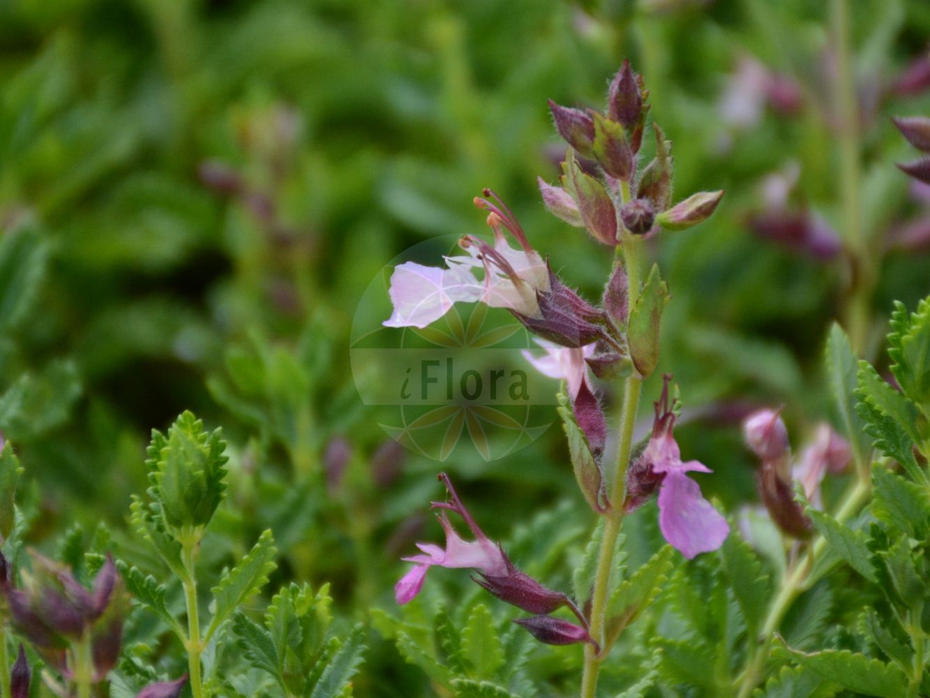 Teucrium chamaedrys - Lamiaceae,Plantae,Pteridobiotina,Angiosperms,Lamiales,Lamiaceae,Teucrium,Teucrium chamaedrys,Teucrium veronicifolium,Edel-Gamander;Echter Gamander;wall germander;common germander;midget;wild germander;Germandrée commune;germandrée petit-chêne;calamandrier;chasse-fièvre;chêneau;chênette;germandrée officinale;herbe des fièvres;petit chêne;sauge amère;thériaque d'Angleterre;carrasquilla;beltrónica;betónica menor;camedrio;carmesio;encinilla;germandrina;hierba del carmesio;roblecillo;Camedrio comune;calamandrea;querciola;calandrina;kruisblad-wolfsmelk;echte gamander;carvalhinha;camédrios;carvalho-pequeno;erva-carvalha;erva-carvalhinha;дубровник красивый;дубровник обыкновенный;дубровник пурпуровый;дубровник Стевена;kısamahmut;arra;arrsi;dushk i vogël;alzineta;auledella;auzineta;bretònica;camèdit;camedris;herba de san Doménech;timó;xamedrios;obični dubačac;ożanka właściwa;navadni vrednik;sarlós gamandor;ožanka kalamandra;tumbeț;hrdobarka obyčajná;hrdobarka pravá;самосил гайовий;червено подъбиче;поваљени дубачац;храстолисни дубачац;χαμοδρυά;arra
