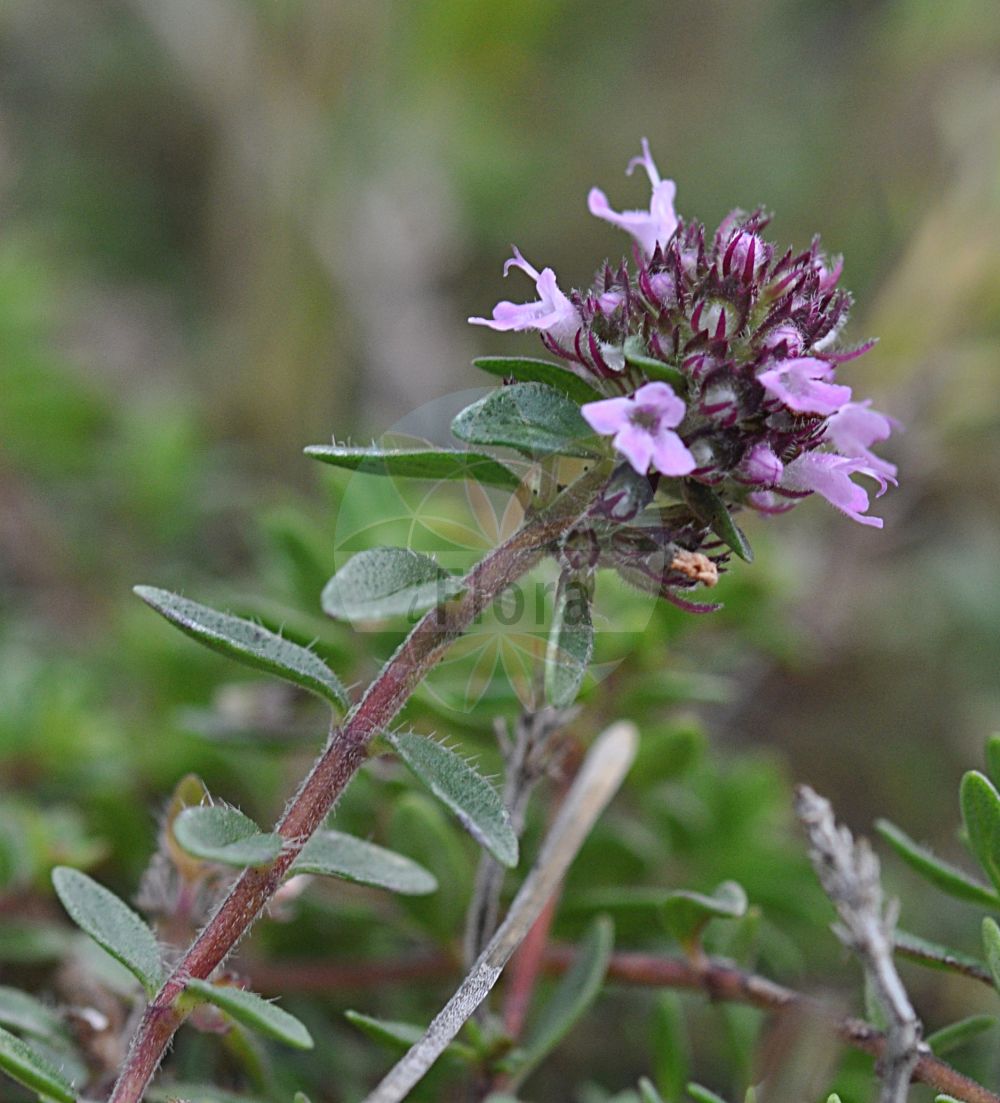 Thymus praecox subsp. praecox - Lamiaceae,Plantae,Pteridobiotina,Angiosperms,Lamiales,Lamiaceae,Thymus,Thymus praecox,Thymus praecox subsp. praecox,Thymus alpicola, Thymus angustifolius var. silvicola, Thymus badensis, Thymus caespitosus, Thymus ciliatus, Thymus glabrescens subsp. hesperites, Thymus hesperites, Thymus humifusus, Thymus mannianus, Thymus praecox f. badensis, Thymus praecox f. borosianus, Thymus praecox f. cinerosus, Thymus praecox subsp. hesperites, Thymus praecox var. caespitosus, Thymus praecox var. ciliatus, Thymus praecox var. spathulatus, Thymus robustus, Thymus serpyllum f. alpicola, Thymus serpyllum f. badensis, Thymus serpyllum f. borosianus, Thymus serpyllum f. cinerosus, Thymus serpyllum f. diversipellis, Thymus serpyllum f. fallax, Thymus serpyllum f. huljakii, Thymus serpyllum f. leptoneurus, Thymus serpyllum f. petiolatus, Thymus serpyllum f. petraeus, Thymus serpyllum f. spathulatus, Thymus serpyllum prol. silvicola, Thymus serpyllum subsp. clivorum, Thymus serpyllum subsp. hesperites, Thymus serpyllum subsp. nummularius, Thymus serpyllum var. caespitosus, Thymus serpyllum var. glareosus, Thymus serpyllum var. humifusus, Thymus serpyllum var. induratus, Thymus serpyllum var. kollmannii, Thymus serpyllum var. lanuginosus, Thymus serpyllum var. rupestris, Thymus serpyllum var. zobelii, Thymus spathulatus,Eigentlicher Frühblühender Thymian;Frühblühender Thymian;Brauns Thymian;Gewöhnlicher Frühblühender Thymian;Früher Thymian;Früher Feld-Thymian;Thym précoce