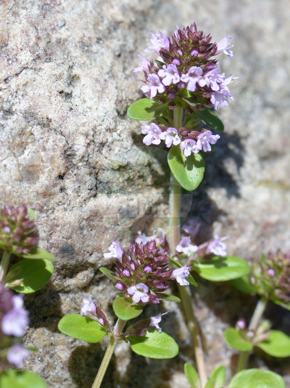 Thymus pulegioides - Lamiaceae,Plantae,Pteridobiotina,Angiosperms,Lamiales,Lamiaceae,Thymus,Thymus pulegioides,Thymus chamaedrys var. pulegioides,Arznei-Thymian;Kahler Arznei-Thymian;Krainer Thymian;Feld-Thymian;Krainer Quendel;Arznei-Feld-Thymian;large thyme;large garden;eurasian thyme;garden thyme;hungarian thyme;Thym pouliot;serpolet petit-chêne;pouilleux;serpolet commun;thym de bergère;thym faux-pouliot;thym laineux;thym petit-chêne;serpol;té fino;té morado;tomilla de prado;timo goniotrico;grote tiijm;erva-ursa;serpão;serpil;serpilho;serpol;tomilho-das-searas;tomilho-das-serras;tomilho-dos-prados;тимьян блошиный;lisër;serpoll;obična majčina dušica;stortimjan;bredbladet timian;macierzanka zwyczajna;polajeva materina dušica;hegyi kakukkfű;vékony kakukkfű;mateřídouška vejčitá;lămîioară;dúška vajcovitá;materina dúška vajcovitá;чебрець блошиний;мащерка;планинска мащерка;paljalehine liivatee;lielais mārsils;bakketimian;nurmiajuruoho;keturbriaunis čiobrelis