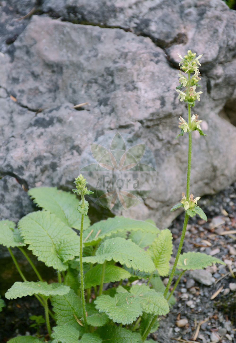 Betonica alopecuros - Lamiaceae,Plantae,Pteridobiotina,Angiosperms,Lamiales,Lamiaceae,Betonica,Betonica alopecuros,Sideritis alopecuros, Stachys alopecuros, Stachys alopecuros var. genuina, Stachys alopecuros var. typicus,Fuchsschwanz-Ziest;Gelb-Betonie;Fuchsschwanz-Betonie;Gelbe Betonie;yellow betony;Epiaire vulpin;Bétoine vulpin;bétoine queue-de-renard;épiaire jaunâtre;épiaire queue-de-renard;épiaire vulpin;betónica amarilla;Betonica bianca;буквица лисохвостная;чистец лисохвостный;sarushë;betònica groga;jacquinov čistec