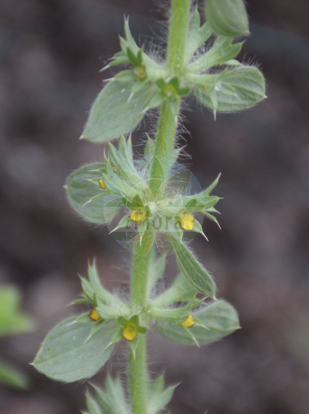 Sideritis montana - Lamiaceae,Plantae,Pteridobiotina,Angiosperms,Lamiales,Lamiaceae,Sideritis,Sideritis montana,Burgsdorfia montana, Hesiodia montana, Stachys montana,Berg-Gliedkraut;mountain ironwort;field ironwort;Crapaudine des montagnes;té de campo;zahareña lanuda;Stregonia montana;zahareña lanuda;ijzerkruid;железница горная;karaçay;siderit;sideriti i malit;espinadella petita;herba de Sant Antoní;gorski očist;sårmynta;gojnik drobnokwiatowy;gorski sklepnjak;sármányvirág;hojník chlumní;hojník horský;incheietoare;ránhoj horský;ránohoj horský;залізниця гірська;залізниця чубата;планински миризлив бурен;планинско маясълче;брдски шућерак;троцјепни очист;чистац;barzillon harari;בַּרְזִלּוֹן הֲרָרִי;τσάι του βουνού;dú mǎ cǎo;毒马草