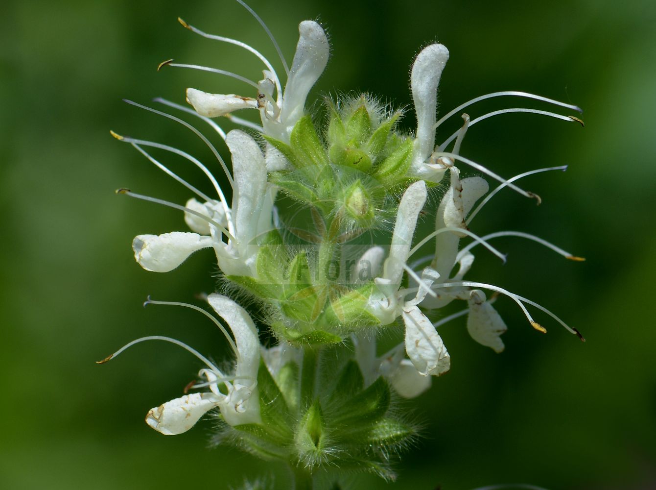 Salvia austriaca - Lamiaceae,Plantae,Pteridobiotina,Angiosperms,Lamiales,Lamiaceae,Salvia,Salvia austriaca,Elelis austriaca, Salvia bavarica, Salvia distans, Salvia sclaraea, Sclarea austriaca, Sclarea distans,Österreichischer Salbei;Österreichische Salbei;sauge d'Autriche;шалфей австрийский;austrijska kadulja;osztrák zsálya;šalvěj rakouská;šalvia rakúska;шавлія австрійська;австрийский конски босилек;аустријска жалфија;жуткаста кадуља;памук трава