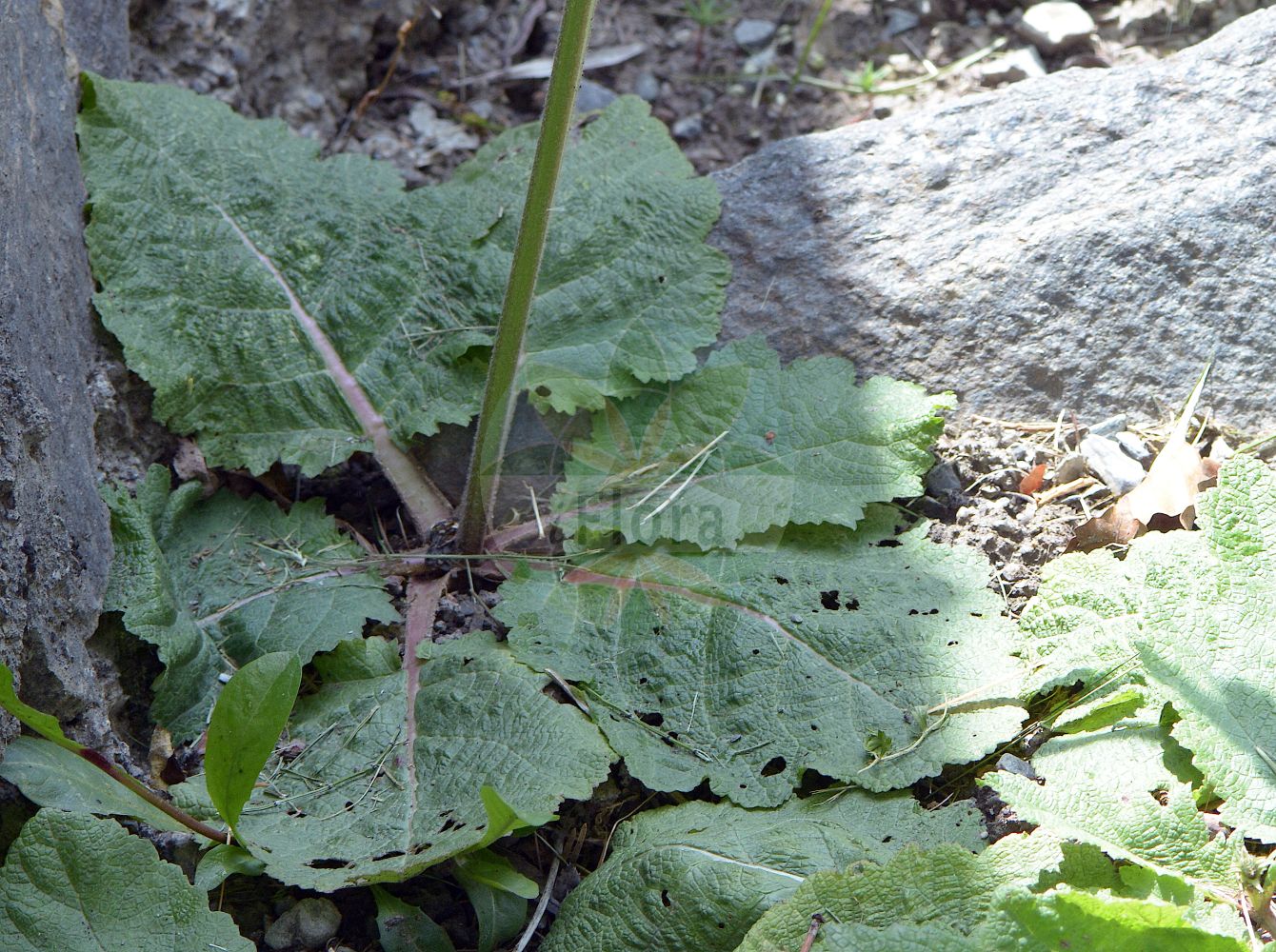 Salvia austriaca - Lamiaceae,Plantae,Pteridobiotina,Angiosperms,Lamiales,Lamiaceae,Salvia,Salvia austriaca,Elelis austriaca, Salvia bavarica, Salvia distans, Salvia sclaraea, Sclarea austriaca, Sclarea distans,Österreichischer Salbei;Österreichische Salbei;sauge d'Autriche;шалфей австрийский;austrijska kadulja;osztrák zsálya;šalvěj rakouská;šalvia rakúska;шавлія австрійська;австрийский конски босилек;аустријска жалфија;жуткаста кадуља;памук трава