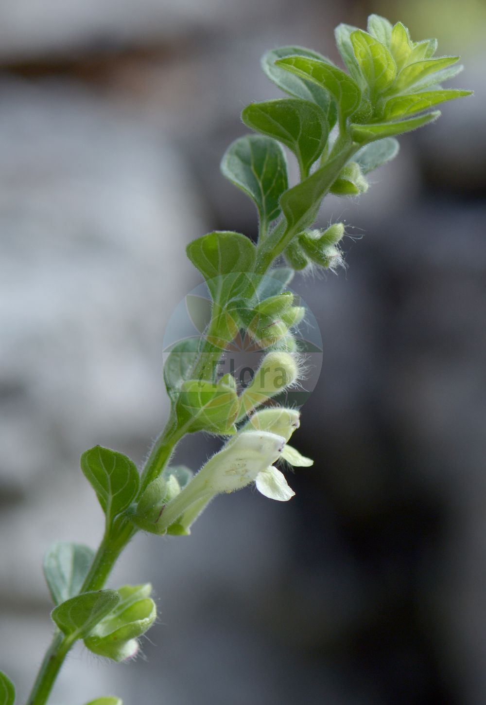 Scutellaria albida - Lamiaceae,Plantae,Pteridobiotina,Angiosperms,Lamiales,Lamiaceae,Scutellaria,Scutellaria albida,Weißliches Helmkraut;scutellaire blanchâtre;scutellaria biancastra;шлемник беловатый;шлемник бледный;akkaside;grozničnica;шоломниця білувата