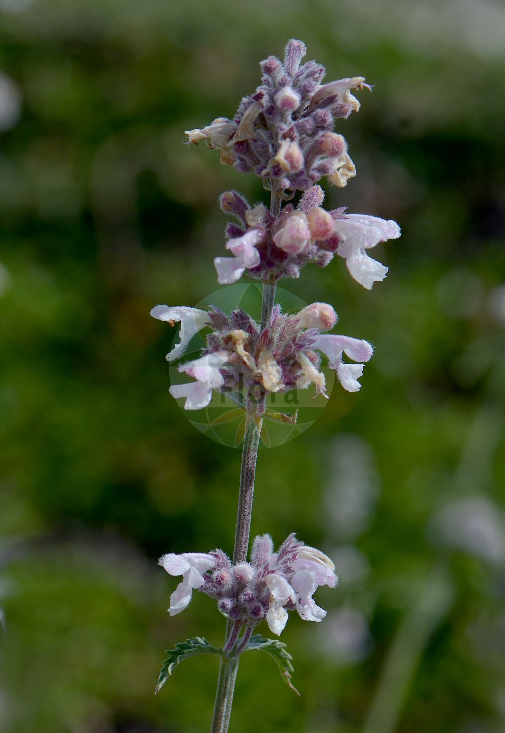 Nepeta nepetella - Lamiaceae,Plantae,Pteridobiotina,Angiosperms,Lamiales,Lamiaceae,Nepeta,Nepeta nepetella,Cataria nepetella, Glechoma nepetella, Nepeta lanceolata subsp. nepetella,Kleine Katzenminze;Iberischer Katzenminze;Petit népéta;népéta à feuilles lancéolées;népéta petit népéta;hierba gatera;nébeda;nébeda menor;nepeta;té de glera;Gattaia minore;herba de les palomes;nepeta lanceolada