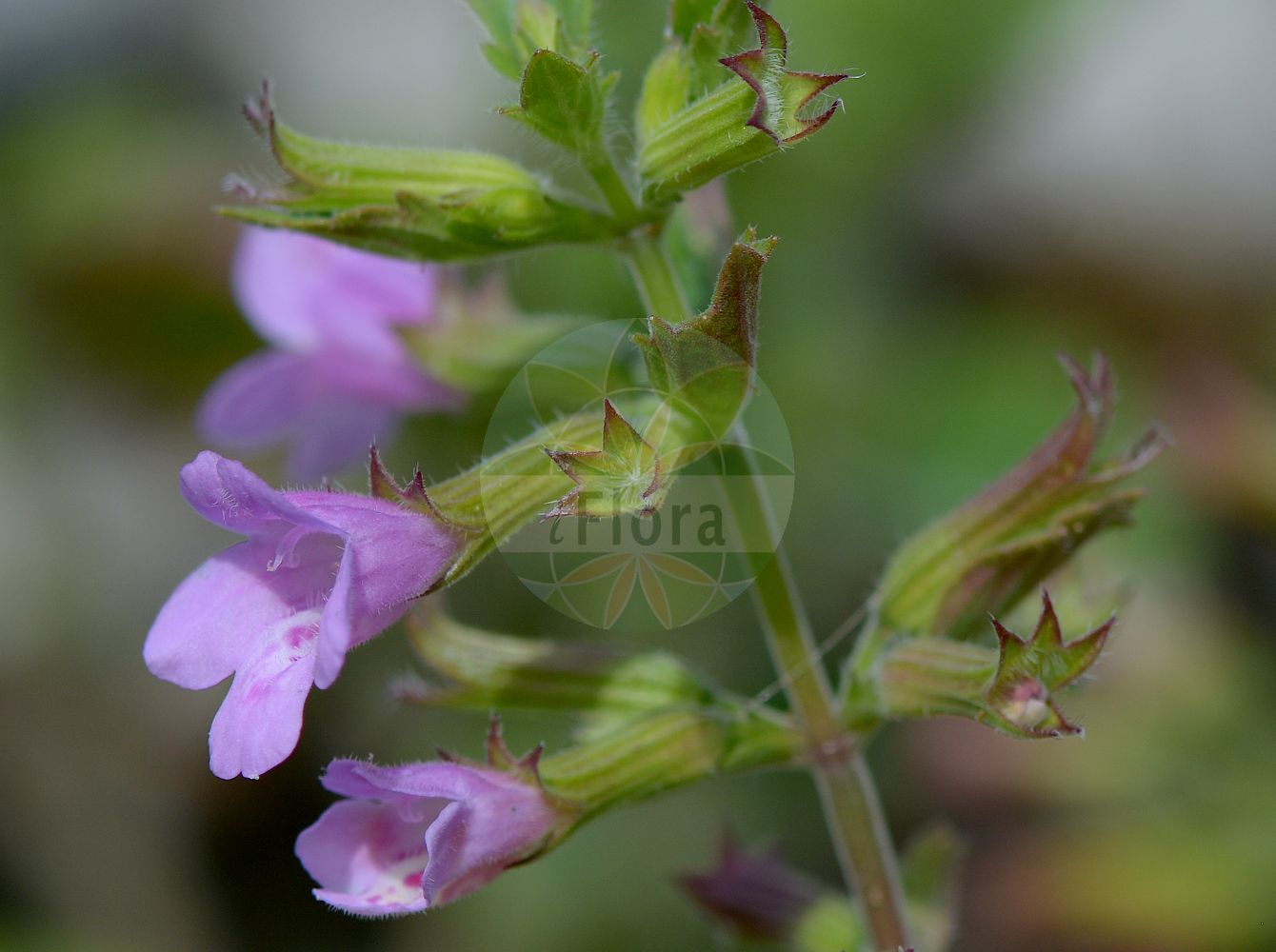 Clinopodium grandiflorum - Lamiaceae,Plantae,Pteridobiotina,Angiosperms,Lamiales,Lamiaceae,Clinopodium,Clinopodium grandiflorum,Acinos grandiflorus, Calamintha grandiflora, Drymosiphon grandiflorus, Faucibarba grandiflora, Melissa grandiflora, Satureja grandiflora, Thymus grandiflorus,Großblütige Bergminze;Sarriette à grandes fleurs;calament grandiflore;calament à grandes fleurs;thé de l'Aubrac;calamento de flor grande;Mentuccia montana;calamenta montana;grote steentijm;душевик крупноцветковый;душевка крупноцветная;kaba fesleğeni;mendërmirë;calament grandiflor;tarongina borda;velecvetni čober;nagyvirágú borsfű;marulka velkokvětá;jarva;marulka veľkokvetá;каламінта великоквіткова;едроцветно миризливче;пополај;καλαμίθρα