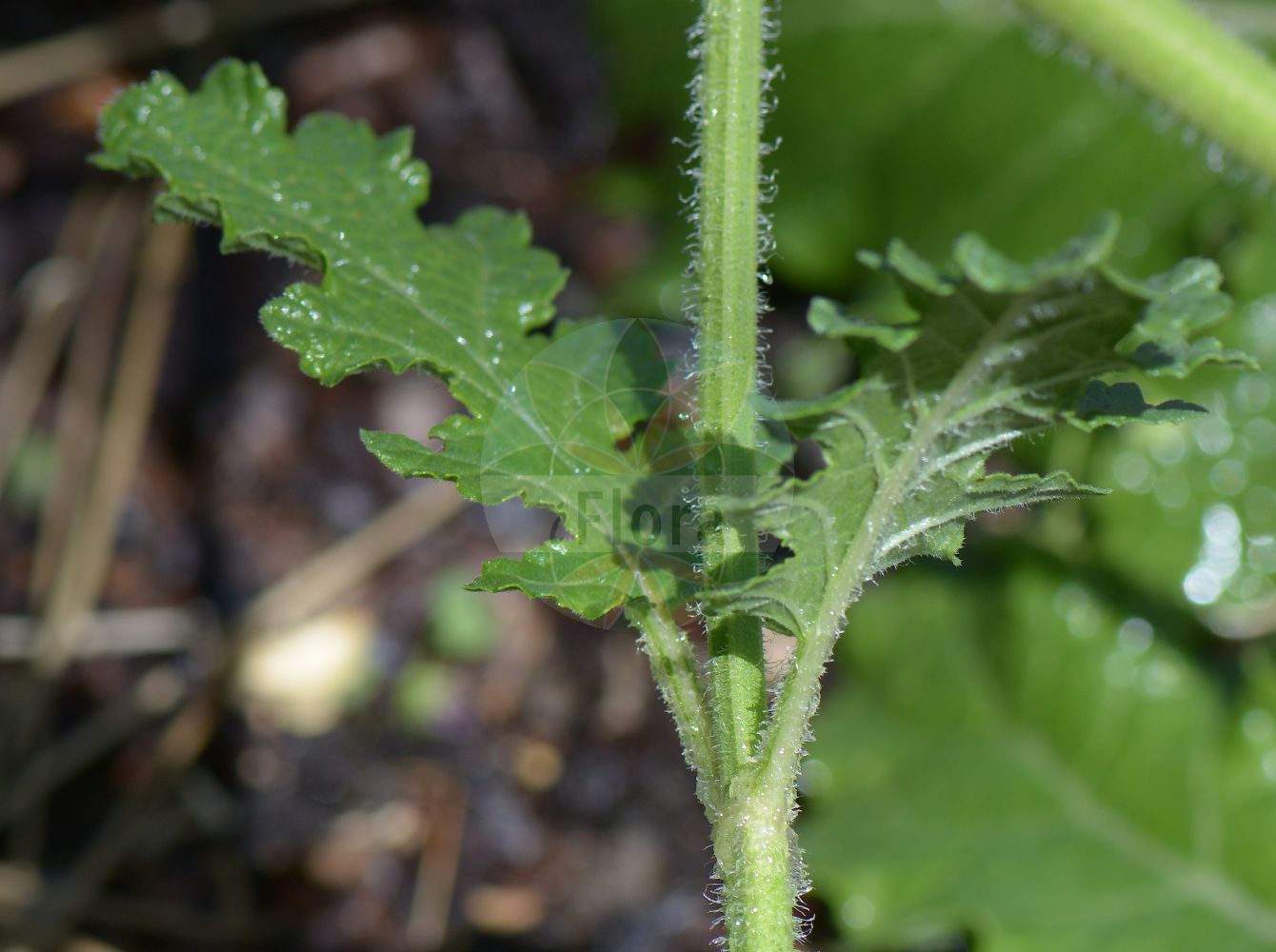 Salvia verbenaca - Lamiaceae,Plantae,Pteridobiotina,Angiosperms,Lamiales,Lamiaceae,Salvia,Salvia verbenaca,Gallitrichum anglicum, Gallitrichum arvale, Gallitrichum candollei, Gallitrichum clandestinum, Gallitrichum dichroanthum, Gallitrichum horminioides, Gallitrichum maculatum, Gallitrichum pallidiflorum, Gallitrichum ptychophyllum, Gallitrichum rosulatum, Gallitrichum rubellum, Gallitrichum stereocaulon, Gallitrichum verbenacum, Gallitrichum virgatum, Horminum parviflorum, Horminum sylvestre, Horminum verbenaceum, Larnastyra claytonii, Larnastyra verbenaca, Salvia acutata, Salvia agrestis, Salvia ambigua, Salvia anglica, Salvia anselmi, Salvia barcinonensis, Salvia barnolae, Salvia basilii, Salvia betonicifolia, Salvia byzantina, Salvia candollei, Salvia ceratophylla, Salvia clandestina, Salvia clandestina subsp. multifida, Salvia clandestina var. controversa, Salvia clandestina var. hiemalis, Salvia clandestina var. multifida, Salvia clandestina var. obtusata, Salvia clandestina var. pallidiflora, Salvia clandestinoides, Salvia claytonii, Salvia cleistogama, Salvia collina, Salvia controversa, Salvia discolor, Salvia disermas, Salvia domenechii, Salvia dubia, Salvia electa, Salvia eriocaulis, Salvia erosa, Salvia fontii, Salvia gracilis, Salvia hiemalis, Salvia horminoides, Salvia horminoides var. pinnatiloba, Salvia illyrica, Salvia intricata, Salvia laciniata, Salvia linnaei, Salvia linnaei prol. controversa, Salvia linnaei subsp. clandestina, Salvia linnaei subsp. horminioides, Salvia linnaei subsp. multifida, Salvia linnaei subsp. oblongata, Salvia linnaei subsp. verbenaca, Salvia lowei, Salvia mediterranea, Salvia multifida, Salvia multifida var. delicatula, Salvia neglecta, Salvia oblongata, Salvia oblongata, Salvia obtusata, Salvia ochroleuca, Salvia pallidiflora, Salvia parviflora, Salvia polymorpha, Salvia praecox, Salvia pyrenaica, Salvia rhodantha, Salvia sabulicola, Salvia sennenii, Salvia sennenii var. acanthifolia, Salvia sibthorpii, Salvia spielmanniana, Salvia spielmannii, Salvia subscaposa, Salvia theodori, Salvia variabilis, Salvia verbenaca subsp. battandieri, Salvia verbenaca subsp. clandestina, Salvia verbenaca subsp. claudi, Salvia verbenaca subsp. controversa, Salvia verbenaca subsp. foetens, Salvia verbenaca subsp. horminioides, Salvia verbenaca subsp. multifida, Salvia verbenaca subsp. oblongata, Salvia verbenaca subsp. ochroleuca, Salvia verbenaca subsp. sabulicola, Salvia verbenaca var. amplifrons, Salvia verbenaca var. anglica, Salvia verbenaca var. australis, Salvia verbenaca var. bicolor, Salvia verbenaca var. clandestina, Salvia verbenaca var. controversa, Salvia verbenaca var. delicatula, Salvia verbenaca var. disermas, Salvia verbenaca var. dubia, Salvia verbenaca var. horminioides, Salvia verbenaca var. integrifolia, Salvia verbenaca var. laxispica, Salvia verbenaca var. multifida, Salvia verbenaca var. oblongata, Salvia verbenaca var. oblongifolia, Salvia verbenaca var. ovatocrenata, Salvia verbenaca var. praecox, Salvia verbenaca var. sabulicola, Salvia verbenaca var. serotina, Salvia verbenaca var. serrata, Salvia verbenaca var. sinuata, Salvia verbenaca var. spielmannii, Salvia verbenaca var. vernalis, Salvia verbenacoides, Salvia verbenifolia, Salvia viviani, Salvia weihaiensis, Sclarea decidua, Sclarea rhodantha, Sclarea verbenaca, Sclarea viscosissima,Eisenkraut-Salbei;wild clary;Sauge à petites fleurs;orvale sauvage;prud'homme;sauge à feuilles de verveine;sauge clandestine;sauge fausse-horminelle;sauge fausse-verveine;sauge verveine;hierba de los ojos;hormino silvestre;balsamilla;balsamina;balsamita;bálsamo;cresta de gallo;cura cortes;dominguín;gallocresta;hierba de la cruz;hierba de Santa Lucía;hierba del ciego;hierba motera;manrubio;maro negro;orobal;rabo de gato;romero real;salamanquesa;tabaco domingo;tabaco mataquintos;tárrago;verbenaca;Salvia minore;salvia celestina;salvia falsa verbena;kwispel-gerst;kleinbloemsalie;kleinbloemige salie;erva-crista;galocrista;jarvão;salva-dos-caminhos;шалфей вербеновый;шалфей розовоцветковый;elma kekiği;sherbelë;sherbelë shporicë;sherbelë shporizëngjashme;herba de mal d'ulls;sàlvia tàrrec;targa;tàrrec;tàrrec comú;tarró;sporišasta kadulja;hormino silvestre;pritajena kadulja;kisvirágú zsálya;šalvěj sporýšová;šalvia železníkovitá;шавлія вербенова;върбинков конски босилек;marvah metzuyah;מַרְוָה מְצוּיָה