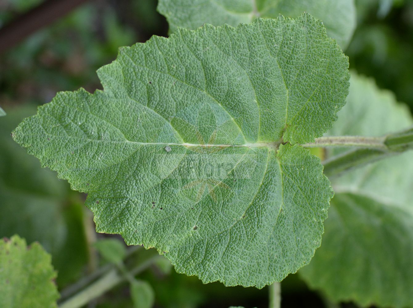 Salvia sclarea - Lamiaceae,Plantae,Pteridobiotina,Angiosperms,Lamiales,Lamiaceae,Salvia,Salvia sclarea,Aethiopis sclarea, Salvia altilabrosa, Salvia calostachya, Salvia coarctata, Salvia haematodes, Salvia lucana, Salvia pamirica, Salvia sclarea var. calostachya, Salvia sclarea var. hispanica, Salvia sclarea var. turkestaniana, Salvia simsiana, Salvia turkestanica, Sclarea vulgaris,Muskateller-Salbei;Sauge musquée;sauge sclarée;toute-bonne;orvale;sclarée;almaro;amaro;amero;esclarea;hierba de los ojos;hierba de San Jorge;hierba de San Juan;madrona;maro granadino ancho;maro vulgar;oripesa;orobal;oropesa;salvia romana;Salvia moscatella;sclarea;erba moscadella;scarleggia;chiarella;scanderona;Lady Larpent's loodkruid;scharlei;muskaatsalie;bálsamo;esclareia;salva-esclareia;шалфей большой;шалфей мускатный;шалфей французский;paskulak;shëngjini;sherbelë;herba madrona;herba santa;madrona;ormí;orval;sàlvia romana;tarrac;muškatna kadulja;kurarîseji;onisarubia;オニサルビア;クラリーセジ;muškatna kadulja;muskotályzsálya;šalvěj muškátová;iarba Sfintului Ioan;šalvia muškátová;шавлія мускатна;меча пета;мускатен конски босилек;салвия склареа;marvah merushetet;מַרְוָה מְרֻשֶּׁתֶת