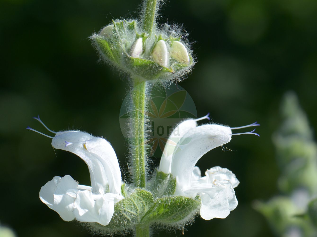 Salvia aethiopis - Lamiaceae,Plantae,Pteridobiotina,Angiosperms,Lamiales,Lamiaceae,Salvia,Salvia aethiopis,Aethiopis vera, Salvia idanensis, Salvia kochiana, Salvia lanata, Salvia leuconeura, Sclarea aethiopis, Sclarea lanata,Mohren-Salbei;Silberblatt-Salbei;Ungarischer Salbei;Ungarn-Salbei;Sauge d'Ethiopie;etiópide;etiópsido;gordolobo de Guinea;hierba lobera;oropesa;oroval;salvai etíope;vellosa;etiopide;salvia ethiopide;langstengelig fonteinkruid;Hongaarse zilversalie;arva-mágica;erva-africana;ouropeso-bastardo;salvia-de-etiópia;медвежье ухо;шалфей эфиопский;habeş adaçayı;sherbela e Etiopisë;herba orpesa;orpesa;etiopska kadulja;magyar zsálya;šalvěj etiopská;šalvěj habešská;șerlai;šalvia etiopská;šalvia habešská;шавлія ефіопська;етиопски конски босилек;бела жалфија;чешљаста кадуља