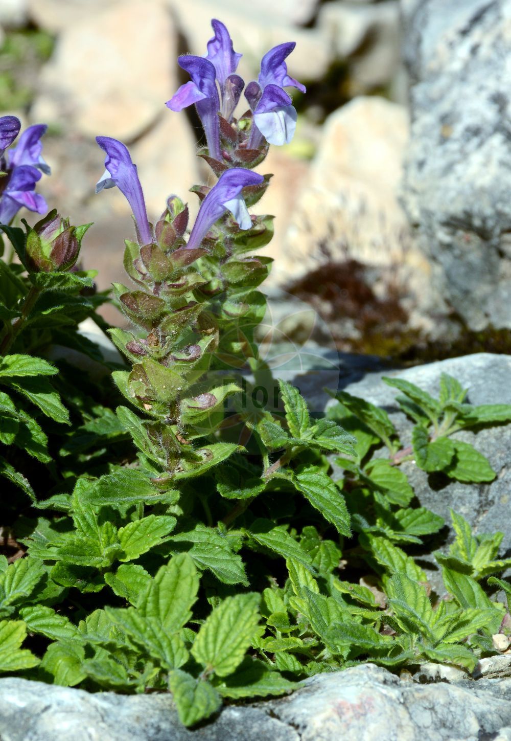 Scutellaria alpina - Lamiaceae,Plantae,Pteridobiotina,Angiosperms,Lamiales,Lamiaceae,Scutellaria,Scutellaria alpina,Cassida alpina, Scutellaria albida, Scutellaria alpina subsp. jabalambrensis, Scutellaria alpina subsp. olympica, Scutellaria alpina var. lupulina, Scutellaria alpina var. prostrata, Scutellaria alpina var. pumila, Scutellaria compressa, Scutellaria javalambrensis, Scutellaria lupulina, Scutellaria variegata, Scutellaria viscida,Alpen-Helmkraut;Scutellaire des Alpes;toque des Alpes;tercianaria alpina;tercianera alpina;Scutellaria delle Alpi;шлемник альпийский;skutelarë;escutel·lària alpina;planinska grozničnica;Алпийска превара