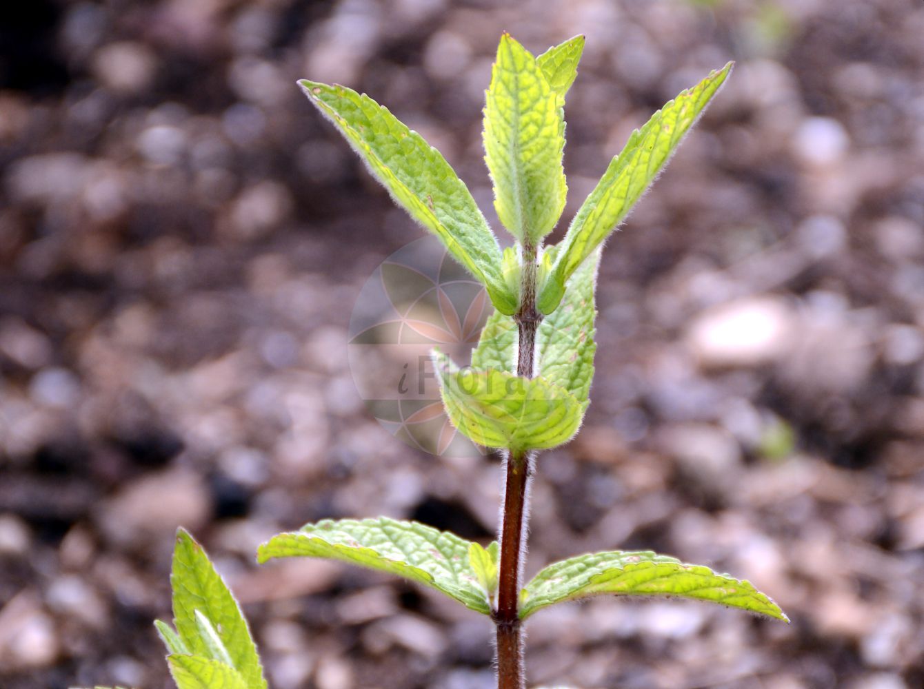 Mentha × villosa - Lamiaceae,Plantae,Pteridobiotina,Angiosperms,Lamiales,Lamiaceae,Mentha,Mentha × villosa,Mentha alopecuroides, Mentha alopecuroides var. lamarckii, Mentha alopecuroides var. microdonta, Mentha amaurophylla, Mentha amaurophylla var. rugosa, Mentha benthamiana, Mentha billotiana, Mentha bolzanensis, Mentha chloreilema, Mentha chlorostachya, Mentha controversa, Mentha cordifolia, Mentha dossiniana, Mentha dumortieri, Mentha emarginata, Mentha floccida, Mentha genevensis, Mentha gillotii, Mentha gratissima, Mentha incanescens, Mentha lamarckii, Mentha lamarckii var. hortivaga, Mentha lamarckii var. lithuanica, Mentha lamyi, Mentha latifrons, Mentha longifolia subsp. dumortieri, Mentha longifolia var. cordifolia, Mentha longifolia var. dumortieri, Mentha longifolia var. mosoniensis, Mentha longistachya, Mentha lycopifolia, Mentha malyi, Mentha malyi var. auryensis, Mentha moesiaca, Mentha mollissima f. speciosa, Mentha morenii, Mentha morrenii var. latiforns, Mentha mosoniensis, Mentha nemorosa, Mentha nemorosa subsp. artiglandulosa, Mentha nemorosa subsp. timbalii, Mentha nemorosa var. dumortieri, Mentha nemorosa var. incanotomentosa, Mentha nemorosa var. morrenii, Mentha nemorosa var. velutina, Mentha nicholsoniana, Mentha niliaca subsp. timbalii, Mentha niliaca subsp. velutina, Mentha niliaca var. alopecuroides, Mentha niliaca var. discincta, Mentha niliaca var. genevensis, Mentha niliaca var. lamarckii, Mentha niliaca var. microdonta, Mentha niliaca var. moniliformis, Mentha niliaca var. nemorosa, Mentha niliaca var. nicholsoniana, Mentha niliaca var. notarisii, Mentha niliaca var. promecophylla, Mentha niliaca var. similis, Mentha niliaca var. velutina, Mentha niliaca var. webberi, Mentha niliacea, Mentha pascuicola, Mentha pulverulenta, Mentha rhenana, Mentha rigoi, Mentha rotundifolia subsp. alopecuroides, Mentha rotundifolia subsp. velutina, Mentha rotundifolia var. velutina, Mentha rotundifolia var. webberi, Mentha scotica, Mentha similis, Mentha speciosa, Mentha spicata var. cordifolia, Mentha spicata var. scotica, Mentha suaveolens var. posoniensis, Mentha sylvestris f. nemorosa, Mentha sylvestris subsp. chloreilema, Mentha sylvestris subsp. dumortieri, Mentha sylvestris subsp. nemorosa, Mentha sylvestris subsp. velutina, Mentha sylvestris var. alopecuroides, Mentha sylvestris var. glabrata, Mentha sylvestris var. gratissima, Mentha sylvestris var. gratissima, Mentha sylvestris var. longifolia, Mentha sylvestris var. nemorosa, Mentha sylvestris var. origanoides, Mentha sylvestris var. villosa, Mentha sylvestris var. virescens, Mentha thurmannii, Mentha timbalii, Mentha velutina, Mentha velutina var. genevensis, Mentha velutina var. hortivaga, Mentha velutina var. lithuanica, Mentha veneta, Mentha villosa f. amaurophylla, Mentha villosa f. chaunostachya, Mentha villosa f. garrontei, Mentha villosa f. gillotii, Mentha villosa f. hortivaga, Mentha villosa f. lamyi, Mentha villosa f. leptodentata, Mentha villosa f. noalhatiana, Mentha villosa f. pascuicola, Mentha villosa subvar. exserta, Mentha villosa subvar. inclusa, Mentha villosa var. albovelutina, Mentha villosa var. allieriensis, Mentha villosa var. alopecuroides, Mentha villosa var. amaurophylla, Mentha villosa var. billotiana, Mentha villosa var. calabrica, Mentha villosa var. candicans, Mentha villosa var. cirrita, Mentha villosa var. cladodes, Mentha villosa var. cordifolia, Mentha villosa var. cordifolia, Mentha villosa var. dossiniana, Mentha villosa var. dumortieri, Mentha villosa var. elencta, Mentha villosa var. emarginata, Mentha villosa var. genevensis, Mentha villosa var. gillotii, Mentha villosa var. gnaphalophyta, Mentha villosa var. gratissima, Mentha villosa var. heterochroma, Mentha villosa var. heterophylla, Mentha villosa var. incanotomentosa, Mentha villosa var. lamarckii, Mentha villosa var. lamyi, Mentha villosa var. lycopifolia, Mentha villosa var. marginalis, Mentha villosa var. microdonta, Mentha villosa var. morrenii, Mentha villosa var. nemorosa, Mentha villosa var. nicholsoniana, Mentha villosa var. pulchriceps, Mentha villosa var. recondita, Mentha villosa var. salicetorum, Mentha villosa var. semeiodes, Mentha villosa var. serrigera, Mentha villosa var. similis, Mentha villosa var. soluta, Mentha villosa var. speciosa, Mentha villosa var. velutinella, Mentha villosa var. viridiatra, Mentha viridis f. cordifolia, Mentha viridis var. cordifolia, Mentha viridis var. rugosa