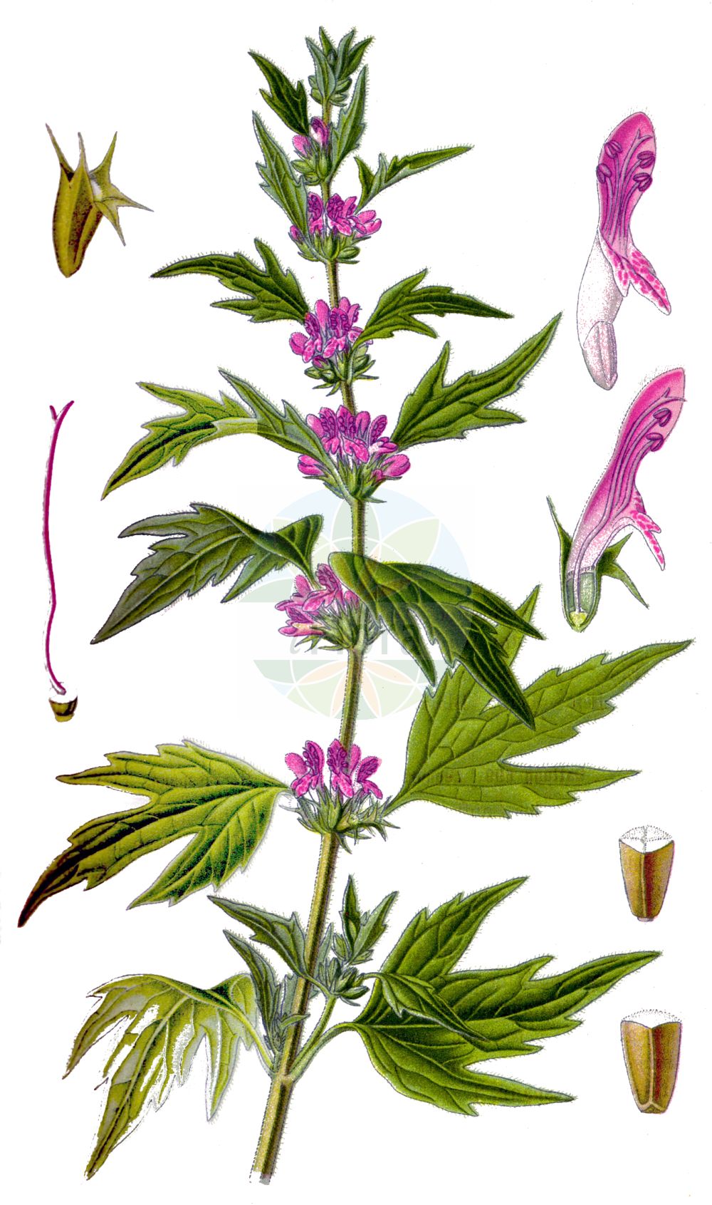 Leonurus cardiaca - Lamiaceae,Plantae,Pteridobiotina,Angiosperms,Lamiales,Lamiaceae,Leonurus,Leonurus cardiaca,Cardiaca crispa, Cardiaca glabra, Cardiaca stachys, Cardiaca trilobata, Cardiaca vulgaris, Lamium cardiaca, Leonurus aconitifolius, Leonurus campestris, Leonurus cardiaca subsp. intermedius, Leonurus cardiaca var. adscendens, Leonurus cardiaca var. capitatus, Leonurus cardiaca var. hirtella, Leonurus cardiaca var. intermedius, Leonurus cardiaca var. rotundifolia, Leonurus crispus, Leonurus discolor, Leonurus glabra, Leonurus illyricus, Leonurus intermedius, Leonurus lacerus, Leonurus multifidus, Leonurus neglectus, Leonurus ruderalis, Leonurus trilobatus, Stachys triloba,Echtes Herzgespann;Gewöhnliches Echtes Herzgespann;Gewöhnlicher Löwenschwanz;Zottiges Echtes Herzgespann;Ganz Gewöhnlicher Löwenschwanz;Löwenschwanz;Zottiger Löwenschwanz;Echter Löwenschwanz;motherwort;common motherwort;Agripaume cardiaque;cardiaire;patte de sorcier;herbe aux tonneliers;cardiaque;agripaume;léonure cardiaque;mélisse sauvage;queue-de-lion;agripalma;Cardiaca comune;cardiaca;leonuro;melissa selvatica;hartgespan;пустырник обыкновенный;пустырник сердечный;aslankuyruğu;bishtluan;bishtluani;herba del mal de cor;hjärtstilla;almindelig hjertespand;hjertespand;serdecznik pospolity;momijibakisewata;モミジバキセワタ;deljenolistna srčnica;szúrós gyöngyajak;buřina srdečník;srdečník obecný;coada leului;srdcovník obyčajný;собача кропива звичайна;дяволска уста;veiste-südamerohi;sirds mātere;løvehale;lännennukula;обична срчаница;paprastoji sukatžolė;πολυετές πυκνόκομο