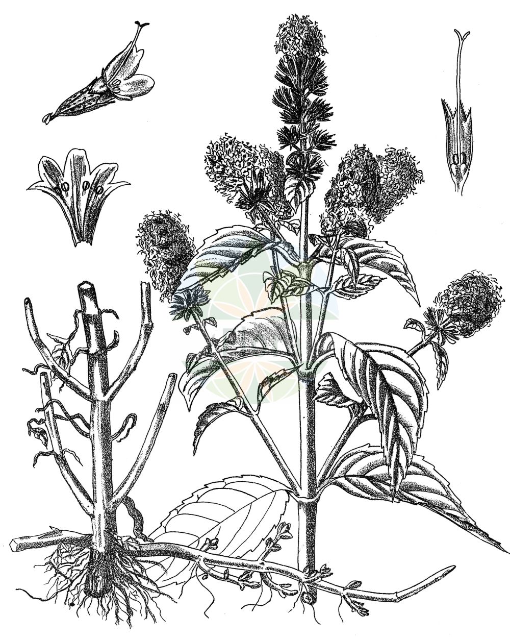 Mentha - Lamiaceae,Biota,Plantae,Pteridobiotina,Tracheophyta,Magnoliopsida,Lamiales,Lamiaceae,Mentha,Audibertia, Menthella, Minthe, Preslia, Pulegium