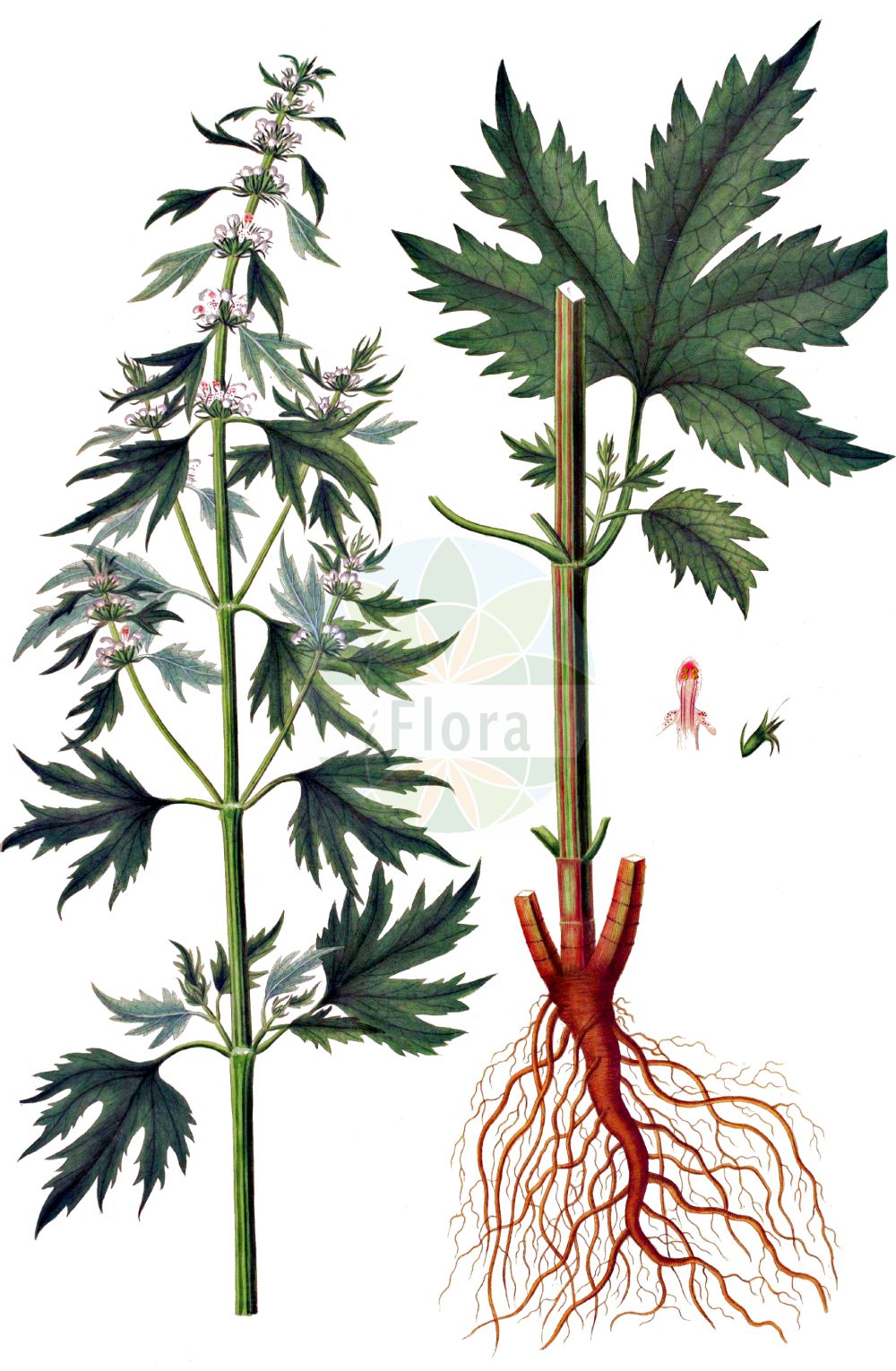 Leonurus cardiaca - Lamiaceae,Plantae,Pteridobiotina,Angiosperms,Lamiales,Lamiaceae,Leonurus,Leonurus cardiaca,Cardiaca crispa, Cardiaca glabra, Cardiaca stachys, Cardiaca trilobata, Cardiaca vulgaris, Lamium cardiaca, Leonurus aconitifolius, Leonurus campestris, Leonurus cardiaca subsp. intermedius, Leonurus cardiaca var. adscendens, Leonurus cardiaca var. capitatus, Leonurus cardiaca var. hirtella, Leonurus cardiaca var. intermedius, Leonurus cardiaca var. rotundifolia, Leonurus crispus, Leonurus discolor, Leonurus glabra, Leonurus illyricus, Leonurus intermedius, Leonurus lacerus, Leonurus multifidus, Leonurus neglectus, Leonurus ruderalis, Leonurus trilobatus, Stachys triloba,Echtes Herzgespann;Gewöhnliches Echtes Herzgespann;Gewöhnlicher Löwenschwanz;Zottiges Echtes Herzgespann;Ganz Gewöhnlicher Löwenschwanz;Löwenschwanz;Zottiger Löwenschwanz;Echter Löwenschwanz;motherwort;common motherwort;Agripaume cardiaque;cardiaire;patte de sorcier;herbe aux tonneliers;cardiaque;agripaume;léonure cardiaque;mélisse sauvage;queue-de-lion;agripalma;Cardiaca comune;cardiaca;leonuro;melissa selvatica;hartgespan;пустырник обыкновенный;пустырник сердечный;aslankuyruğu;bishtluan;bishtluani;herba del mal de cor;hjärtstilla;almindelig hjertespand;hjertespand;serdecznik pospolity;momijibakisewata;モミジバキセワタ;deljenolistna srčnica;szúrós gyöngyajak;buřina srdečník;srdečník obecný;coada leului;srdcovník obyčajný;собача кропива звичайна;дяволска уста;veiste-südamerohi;sirds mātere;løvehale;lännennukula;обична срчаница;paprastoji sukatžolė;πολυετές πυκνόκομο