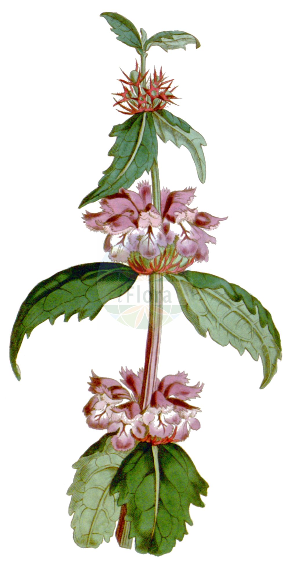 Phlomoides tuberosa - Lamiaceae,Plantae,Pteridobiotina,Angiosperms,Lamiales,Lamiaceae,Phlomoides,Phlomoides tuberosa,Orlowia rossica, Phlomidopsis tuberosa, Phlomis desertorum, Phlomis glandulifera, Phlomis hypanica, Phlomis jailicola, Phlomis maeotica, Phlomis piskunovii, Phlomis scythica, Phlomis stepposa, Phlomis tuberosa, Phlomis tuberosa var. discolor, Phlomitis tuberosa, Phlomoides desertorum, Phlomoides stepposa, Trambis tuberosa,Knollen-Brandkraut;зопник клубненосный;yer çalbası;sfakë zhardhoke;gomoljasta gostanka;röd lejonsvans;żeleżniak bulwiasty;macskahere;sápa hlíznatá;șolovirîrfiță;sápa hľuznatá;sápa hľuzovitá;залізняк бульбистий;залізняк скіфський;грудеста руница;велики пелин;гостанка;kuài gēn cāo sū;块根糙苏