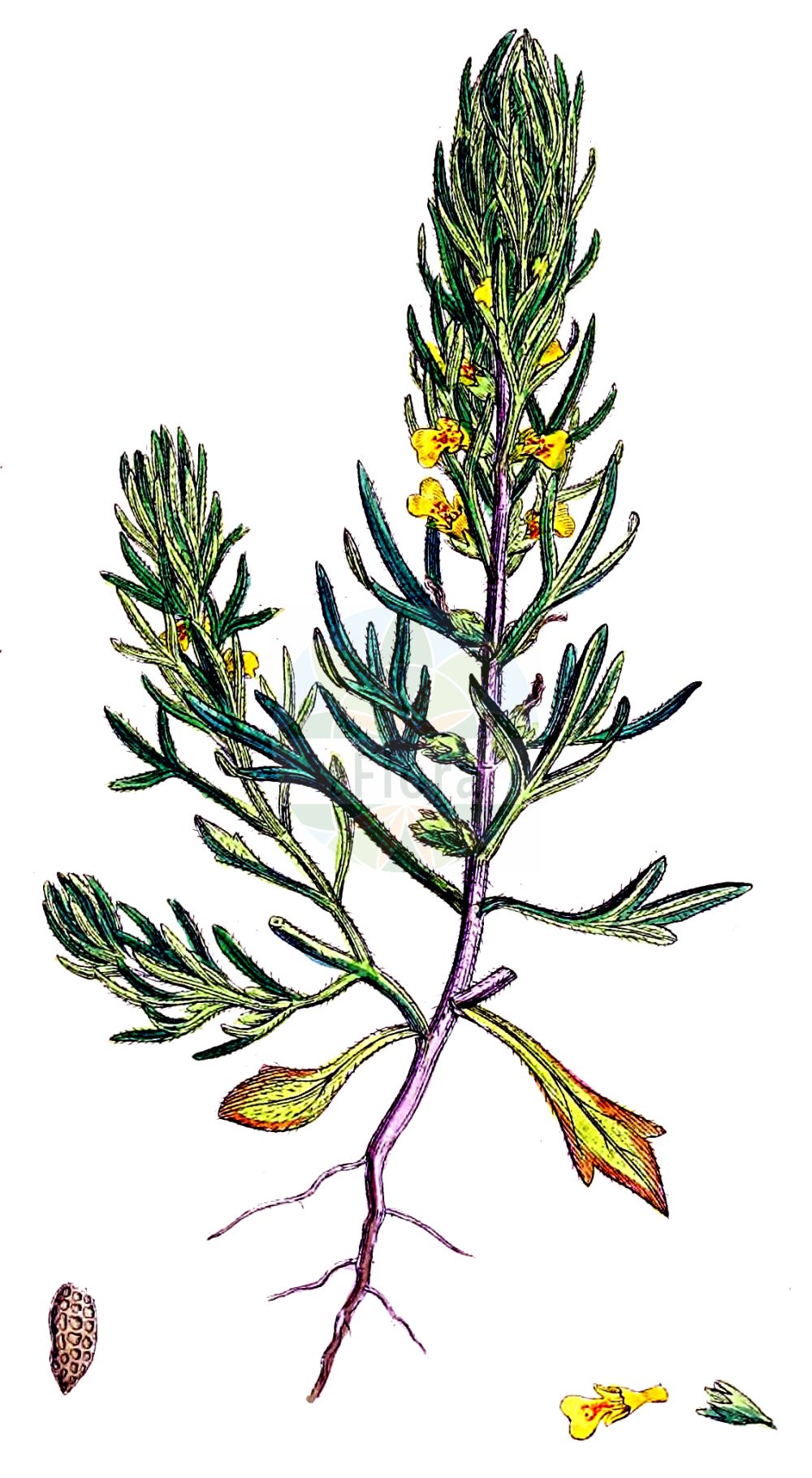 Ajuga chamaepitys - Lamiaceae,Plantae,Pteridobiotina,Angiosperms,Lamiales,Lamiaceae,Ajuga,Ajuga chamaepitys,Bugula arvensis, Bugula chamaepithys, Bulga chamaepitys, Chamaepitys vulgaris, Teucrium chamaepitys,Gelber Günsel;Schlagkräutlein;Acker-Günsel;ground-pine;yellow bugle;Bugle jaune;Bugle petit pin;bugle petit-pin;petite ivette;bugle des champs;ivette;yvette;pinillo oloroso;camepiteos;herba felera;ajuga;camepitio;encinnilla picuda;hierba artética;hierba bacera;hierba de las junturas;hierba del corazón;hierba felera;iva;iva artética;iva mayor;iva moscado;pinillo de las piedras;pinillo hueco;pinillo rastrero;Iva artritica;camepizio;bugula;ivartetica;krul-zuring;akkerzenegroen;abiga;camepite;chamepite;iva-bastarda;живучка ёлочковидная;живучка низенькая;acıgıcı;ajuga si pishë e vogël;ajugës;artètica;herba de cirera;herba de rabato;herba de torçó;herba felera;iva artètica;iveta;retorçó;žuta ivica;dąbrówka źołtokwiatowa;rumeni skrečnik;kalinca ínfű;zběhovec trojklaný;zběhovec yva;tămîiţă-de-cîmp;zbehovec trojklaný;горлянка ялинковидна;жълто срещиче;ниско срещниче;зута ивица;ивица;мали бор;chad-safah matzui;חַד=שָׂפָה מָצוּי