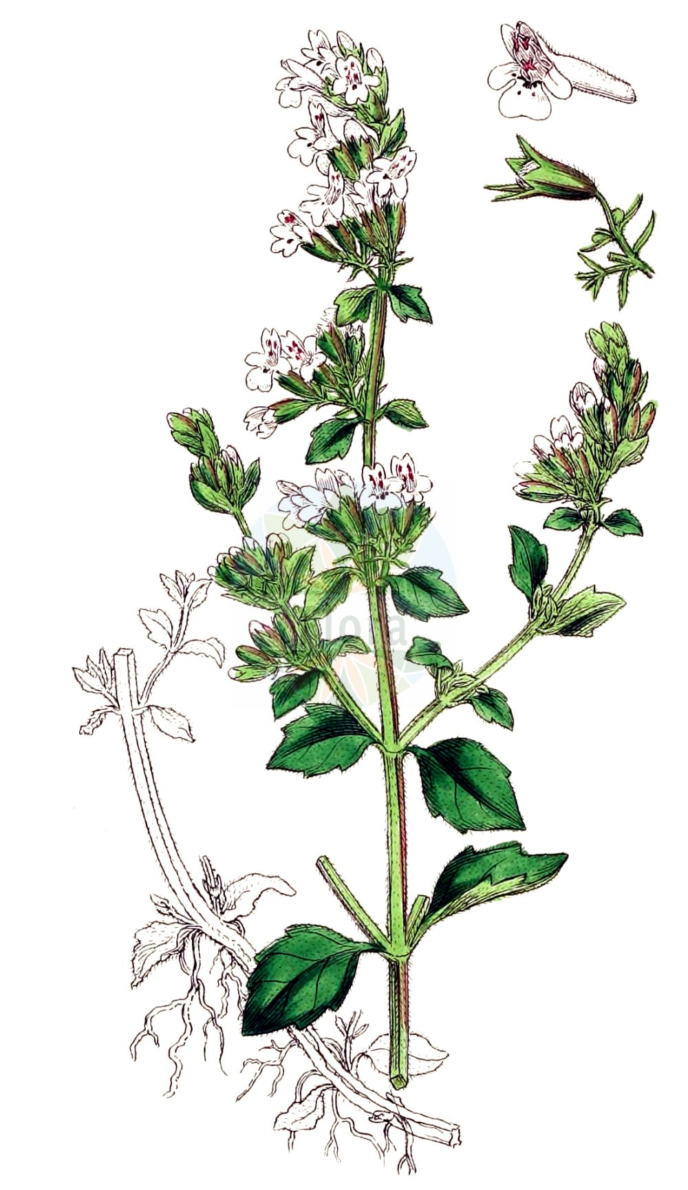 Clinopodium nepeta - Lamiaceae,Calamintha nepeta, Calamintha officinalis subsp. nepeta, Calamintha officinalis var. nepeta, Calamintha parviflora, Faucibarba parviflora, Melissa nepeta, Melissa parviflora, Satureja calamintha subsp. nepeta, Satureja calamintha var. nepeta, Satureja nepeta, Satureja vulgaris subsp. nepeta, Thymus nepeta,Plantae,Pteridobiotina,Angiosperms,Lamiales,Lamiaceae,Clinopodium,Clinopodium nepeta,Katzenminzenartige Bergminze;Bergminze;Drüsige Bergminze;Kleinblütige Bergminze;lesser calamint;calamint;field balm;field calamint;small-flowered calamint;Sarriette népéta;Sarriette calament;calament officinal;sarriette ascendante;vrai calament;baume sauvage;calament à feuilles de menthe;sarriette officinale;calament à petites fleurs;sarriette à feuilles de menthe;calament ascendant;calament de montagne;calament des bois;calament des forêts;calament glanduleux;calament népéta;clinopode à feuilles de menthe;clinopode ascendant;clinopode faux-népéta;fausse marjolaine;millespèle;petit calament;petit calament de montagne;pouliot des montagnes;pouliot sauvage;sarriette des bois;albahaca menor;amola;ancola;anéota;calamento;calamento de flor grande;calaminta;calaminta de montaña;calaminta menor;hedeota;hierba pastora;nébeda mayor;neota;nevada;ñota;orégano;poleo;poleo menta;poleosa;té de vega;tolongina de huerto;Mentuccia comune;Nepetella;calaminto;calamenta;mentuccia maggiore;poleggio selvatico;bergsteentijm;kleine bergsteentijm;calaminta;calaminta-brava;calaminta-das-montanhas;erva-das-azeitonas;néfeta;néveda;néveda-maior;душевик котовниковый;душевка мятолистная;душевник лесной;kedi fesleğeni;mendërmirë;borriol;borrisol;calamenta;nepta;netta;poliol de bosc;rementerola;rubins;tarongina borda;crnomanjasta marulja;marulja;czyścica lekarska;kalaminta lekarska;mačji čober;navadni čober;erdei pereszlény;mirigyes borsfű;mirigyes pereszlény;marulka lesní;marulka šantovitá;ismuşoară;izma pădurilor;jarva šantovitá;marulka lesná pravá;каламінта м'ятолиста;каламінта щедроцвіта;горско миризливче;каламинта;кочобилково миризливче;метвица;kalaminta;καλαμίθρα