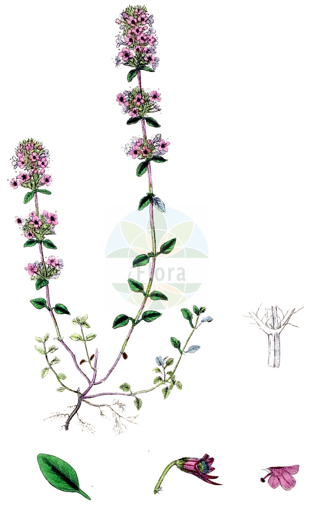 Thymus alpestris - Lamiaceae,Plantae,Pteridobiotina,Angiosperms,Lamiales,Lamiaceae,Thymus,Thymus alpestris,Thymus alpestris f. albiflora, Thymus alpestris subvar. rubescens, Thymus alpestris var. opizianus, Thymus alpestris var. rubescens, Thymus chamaedrys var. alpestris, Thymus serpyllum f. alpestris, Thymus serpyllum f. formosus, Thymus serpyllum f. orbicularis, Thymus serpyllum f. serta-saxorum, Thymus serpyllum subsp. alpestris, Thymus serpyllum var. orbicularis, Thymus serpyllum var. trachselianus, Thymus subalpestris,Hochgebirgs-Thymian;Gebirgs-Thymian;Voralpen-Thymian;Voralpen-Feld-Thymian;wild thyme;alpine thyme;Thym alpestre;timo alpestre;тимьян альпийский;macierzanka halna;planinska materina dušica;havasi kakukkfű;mateřídouška alpinská;dúška alpská;чебрець альпійський