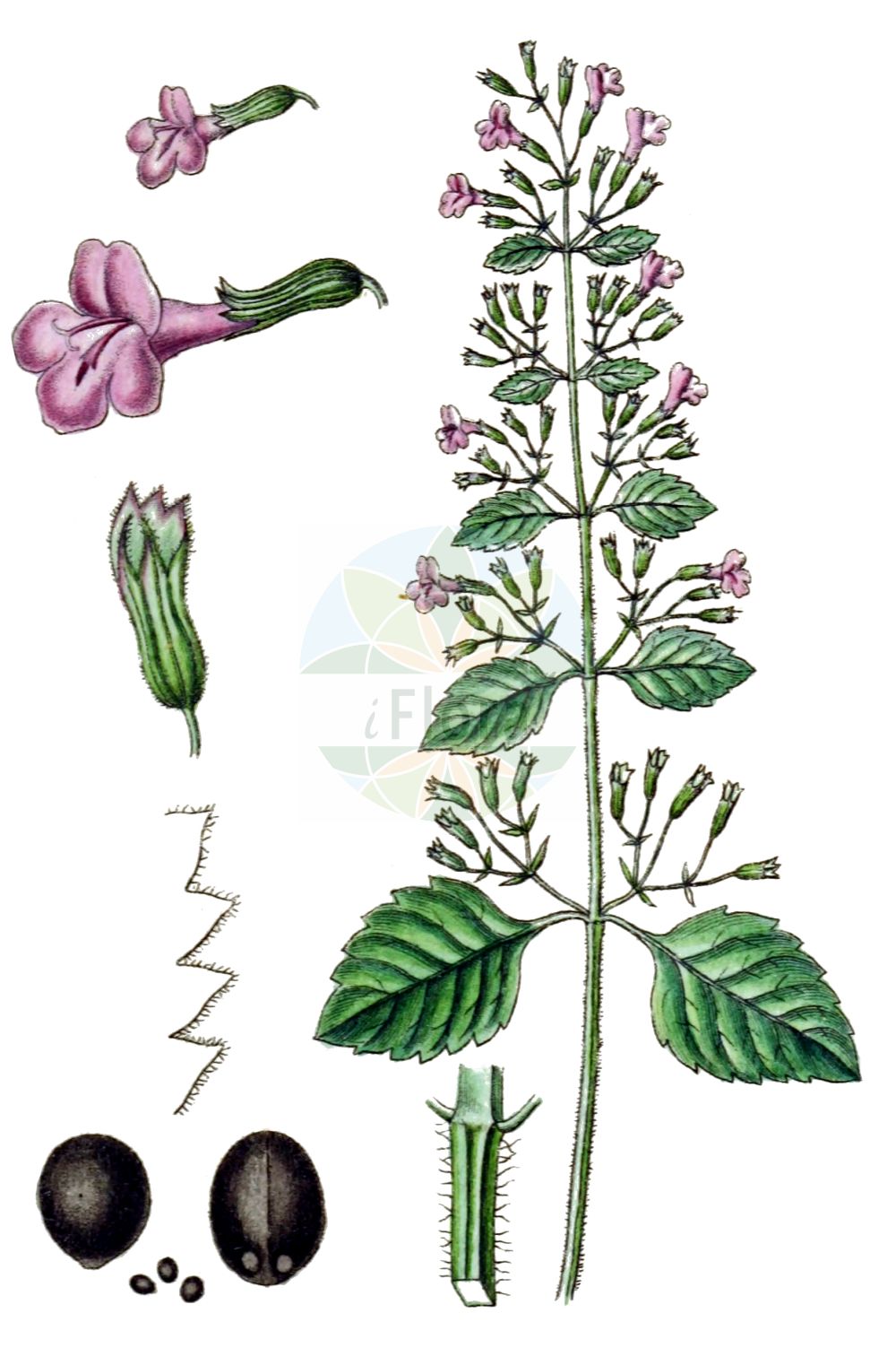 Clinopodium grandiflorum - Lamiaceae,Plantae,Pteridobiotina,Angiosperms,Lamiales,Lamiaceae,Clinopodium,Clinopodium grandiflorum,Acinos grandiflorus, Calamintha grandiflora, Drymosiphon grandiflorus, Faucibarba grandiflora, Melissa grandiflora, Satureja grandiflora, Thymus grandiflorus,Großblütige Bergminze;Sarriette à grandes fleurs;calament grandiflore;calament à grandes fleurs;thé de l'Aubrac;calamento de flor grande;Mentuccia montana;calamenta montana;grote steentijm;душевик крупноцветковый;душевка крупноцветная;kaba fesleğeni;mendërmirë;calament grandiflor;tarongina borda;velecvetni čober;nagyvirágú borsfű;marulka velkokvětá;jarva;marulka veľkokvetá;каламінта великоквіткова;едроцветно миризливче;пополај;καλαμίθρα