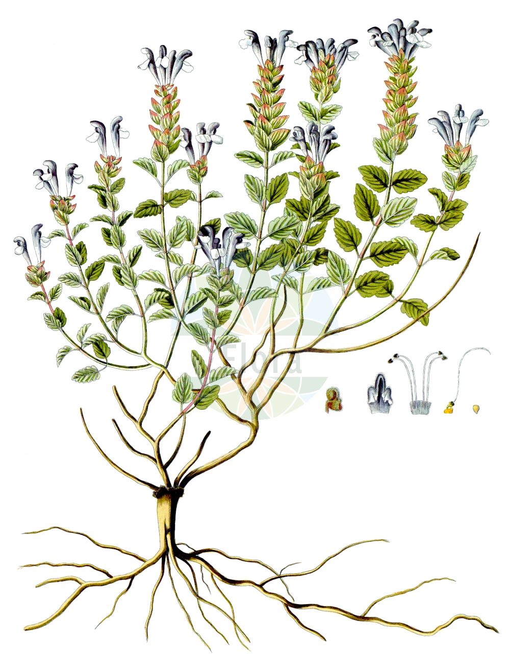 Scutellaria alpina - Lamiaceae,Plantae,Pteridobiotina,Angiosperms,Lamiales,Lamiaceae,Scutellaria,Scutellaria alpina,Cassida alpina, Scutellaria albida, Scutellaria alpina subsp. jabalambrensis, Scutellaria alpina subsp. olympica, Scutellaria alpina var. lupulina, Scutellaria alpina var. prostrata, Scutellaria alpina var. pumila, Scutellaria compressa, Scutellaria javalambrensis, Scutellaria lupulina, Scutellaria variegata, Scutellaria viscida,Alpen-Helmkraut;Scutellaire des Alpes;toque des Alpes;tercianaria alpina;tercianera alpina;Scutellaria delle Alpi;шлемник альпийский;skutelarë;escutel·lària alpina;planinska grozničnica;Алпийска превара