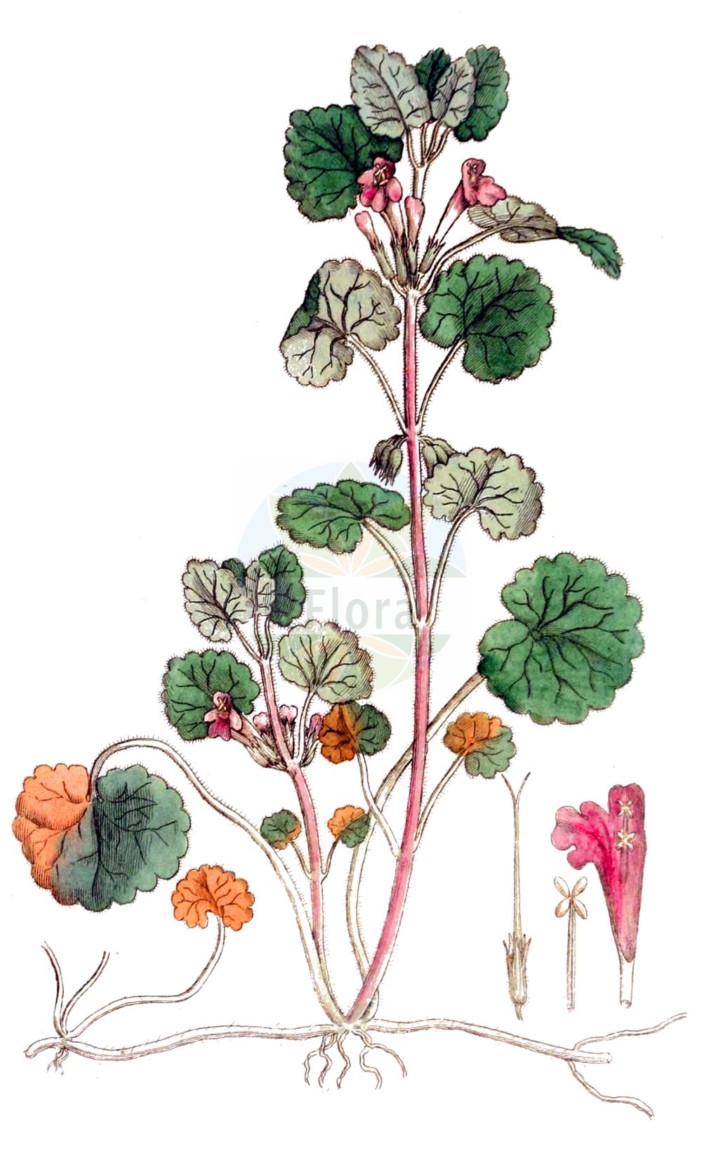 Glechoma hederacea - Lamiaceae,Plantae,Pteridobiotina,Angiosperms,Lamiales,Lamiaceae,Glechoma,Glechoma hederacea,Calamintha hederacea, Chamaecissos hederaceus, Chamaeclema hederacea, Glechoma borealis, Glechoma bulgarica, Glechoma hederacea f. rosea, Glechoma hederacea f. verticillata, Glechoma hederacea subsp. glabriuscula, Glechoma hederacea subsp. serbica, Glechoma hederacea unr. brevipetiolatum, Glechoma hederacea unr. microcalyx, Glechoma hederacea unr. variegata, Glechoma hederacea unr. villosa, Glechoma hederacea var. breviflora, Glechoma hederacea var. glabriuscula, Glechoma hederacea var. grandiflora, Glechoma hederacea var. grandifolia, Glechoma hederacea var. heterophylla, Glechoma hederacea var. hirsuta, Glechoma hederacea var. humilior, Glechoma hederacea var. magna, Glechoma hederacea var. major, Glechoma hederacea var. micrantha, Glechoma hederacea var. micrantha, Glechoma hederacea var. montana, Glechoma hederacea var. parvifolia, Glechoma hederacea var. umbrosa, Glechoma heterophylla, Glechoma intermedia, Glechoma lobulata, Glechoma longicaulis, Glechoma magna, Glechoma micrantha, Glechoma repens, Glechoma rigida, Glechoma rotundifolia, Glechoma serbica, Glechonion hederaceum, Nepeta glechoma, Nepeta glechoma var. hirsuta, Nepeta hederacea, Nepeta hederacea f. albovariegata, Nepeta rigida,Gewöhnlicher Gundermann;Gundermann;Echte Gundelrebe;Gundelrebe;Efeu-Gundermann;Gewöhnliche Gundelrebe;Haarige Gundelrebe;ground-ivy;creeping charlie;gill-over-the-ground;Lierre terrestre;Lierre terrestre commun;gléchome faux-lierre;rondette;rondelote;azérole;couronne de terre;courroie de St-Jean;drienne;herbe de St-Jean;herbe du bonhomme;lierret;rondelette;rondote;terrette;hiedra terrestre;yedra terrestre;zapatitos de la virgen;Edera terrestre;corona di terra;erba di San Giovanni;hondsdraf;aardveil;hera-terrestre;erva-de-são-joão;malvela;sanguina;будра плющевидная;glekoma në tratjë urthi;glekomë;heura caiguda;heura de terra;heura terrena;puzava dobričica;jordreva;korsknap;bluszczyk kurdybanek;kakidoshi;bršljanasta grenkuljica;kerek repkény;popenec břečťanovitý;popenec obecný;rotungioară;zádušník brečtanovitý;розхідник звичайний;бабичева трева;бръшлянова самобайка;бръшлянолистна самобайка;върболиче;глехома пъстролистна;самобайка;harilik maajalg;efeju sētložņa;korsknapp;maahumala;обична добричица;šliaužiančioji tramažolė;χαμοκισσός;ōu huó xuè dān;欧活血丹