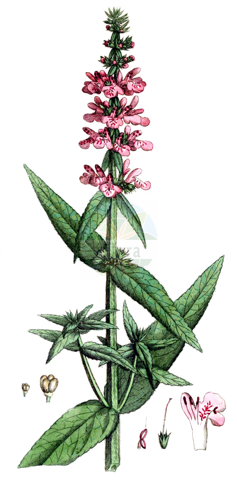 Stachys palustris - Lamiaceae,Plantae,Pteridobiotina,Angiosperms,Lamiales,Lamiaceae,Stachys,Stachys palustris,Stachys aquatica, Stachys austriaca, Stachys maeotica, Stachys palustris f. cleoniquei, Stachys palustris var. angustifolia, Stachys palustris var. arenicola, Stachys palustris var. cinerea, Stachys palustris var. hybrida, Stachys palustris var. insularis, Stachys palustris var. macrocalyx, Stachys palustris var. nipigonensis, Stachys palustris var. petiolata, Stachys palustris var. phaneropoda, Stachys palustris var. segetalis, Stachys palustris var. segetum, Stachys segetum, Stachys wolgensis,Sumpf-Ziest;Schweinsrübe;marsh woundwort;marsh betony;woundwort;marsh hedgenettle;smooth hedgenettle;Epiaire des marais;épiaire des marais;épiaire palustre;ortie des tourbières;ortie morte des marais;pêcher;ortiga hedionda;Stregona palustre;strega palustre;erba strega;merg-kool;moerasandoorn;estaque-do-baixo-mondego;rabo-de-raposa-do-baixo-mondego;блошница раменная;жабрей чёрный;колосник болотный;колосница;колютик;чернозябренник;чистец азовский;чистец болотный;чистец волжский;göl ısırganı;sarushë;sarushë e kënetës;estaquis palustre;ortiga pudent;močvarni čistac;melk-viooltje;knölsyska;kær-galtetand;czyściec błotny;močvirnati čišljak;mocsári tisztesfű;čistec bahenní;čistec močiarny;чистець болотний;блатен ранилист;soo-nõianõges;purva sārmene;åkersvinerot;peltopähkämö;барски чистац;мочварни чистац;црвени барски чистац;pelkinė notra;zhǎo shēng shuǐ sū;沼生水苏