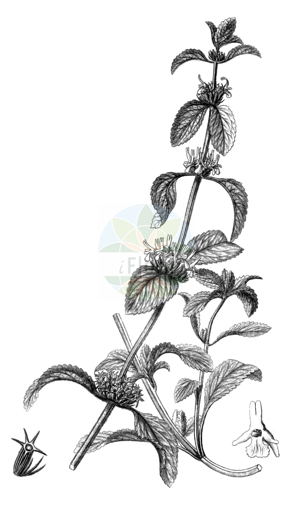 Marrubium peregrinum - Lamiaceae,Plantae,Pteridobiotina,Angiosperms,Lamiales,Lamiaceae,Marrubium,Marrubium peregrinum,Atirbesia bracteata, Marrubium affine, Marrubium angustifolium, Marrubium candidissimum, Marrubium candidissimum var. subrotundum, Marrubium civice, Marrubium creticum, Marrubium creticum, Marrubium flexuosum, Marrubium odoratissimum, Marrubium pannonicum, Marrubium pauciflorum, Marrubium peregrinum var. creticum, Marrubium praecox, Marrubium remotum, Marrubium rubrum, Marrubium setaceum, Marrubium uncinatum,Wander-Andorn;Ungarischer Andorn;Fremder Andorn;Grauer Andorn;Grau-Andorn;branched horehound;horehound;marrubio vagante;шандра чужеземная;yabani derme;bari i qenit;marubë;razgranjena marulja;szanta obca;fehér pemetefű;jablečník cizí;cătușnică sălbatică;jablčník cudzí;шандра рання;шандра чужоземна;преселен пчелник;пчелинок;сусерка;очајница;пустена мацина трава;пустени тетрљан;σάρωμα
