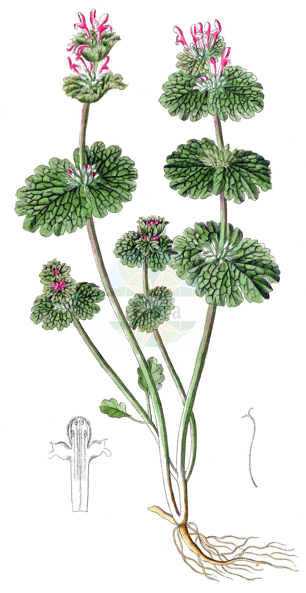 Lamium amplexicaule - Lamiaceae,Plantae,Pteridobiotina,Angiosperms,Lamiales,Lamiaceae,Lamium,Lamium amplexicaule,Galeobdolon amplexicaule, Lamiella amplexicaulis, Lamiopsis amplexicaulis, Pollichia amplexicaulis,Stängelumfassende Taubnessel;Stengelumfassende Taubnessel;henbit dead-nettle;common deadnettle;common henbit;henbit;Lamier à feuilles embrassantes;lamier amplexicaule;lamier embrassant;ortiga muerta de hojas abrazantes;conejitos;morrons dobles;ortiga mansa;gallitos;lamio;ortiga muerta menor;patica de gallo;zapatitos de la virgen;Erba ruota;Falsa ortica reniforme;lamio rotondo;falsa-ortica reniforme;hoenderbeet;chuchapitos;menta-selvagem;chupapitos;lâmio;lâmio-violeta;urtiga-branca;яснотка cтеблеобъемлющая;baltutan;hithëbuta kërcellpushtuese;hithëbutë;flor-robí;floruví;ninoi;peu de gall;obuhvatna mrtva kopriva;Malteser centaurie;mjukplister;liden tvetand;jasnota różowa;hotokenoza;sanga-igusa;ホトケノザ;サンガイグサ;hotoke-no-za;njivska mrtva kopriva;bársonyos árvacsalán;hluchavka objímavá;sugel;hluchavka objímavá;глуха кропива стеблообгортна;стъблообхващаща мъртва коприва;hõlmlehine iminõges;skaujošā panātre;myktvetann;sepiväpeippi;varpatvítönn;мртва коприва;њивна коприва;њивска мртва коприва;nizmit lofetet;נִזְמִית לוֹפֶתֶת;apskritalapė notrelė;δωδεκάνθι