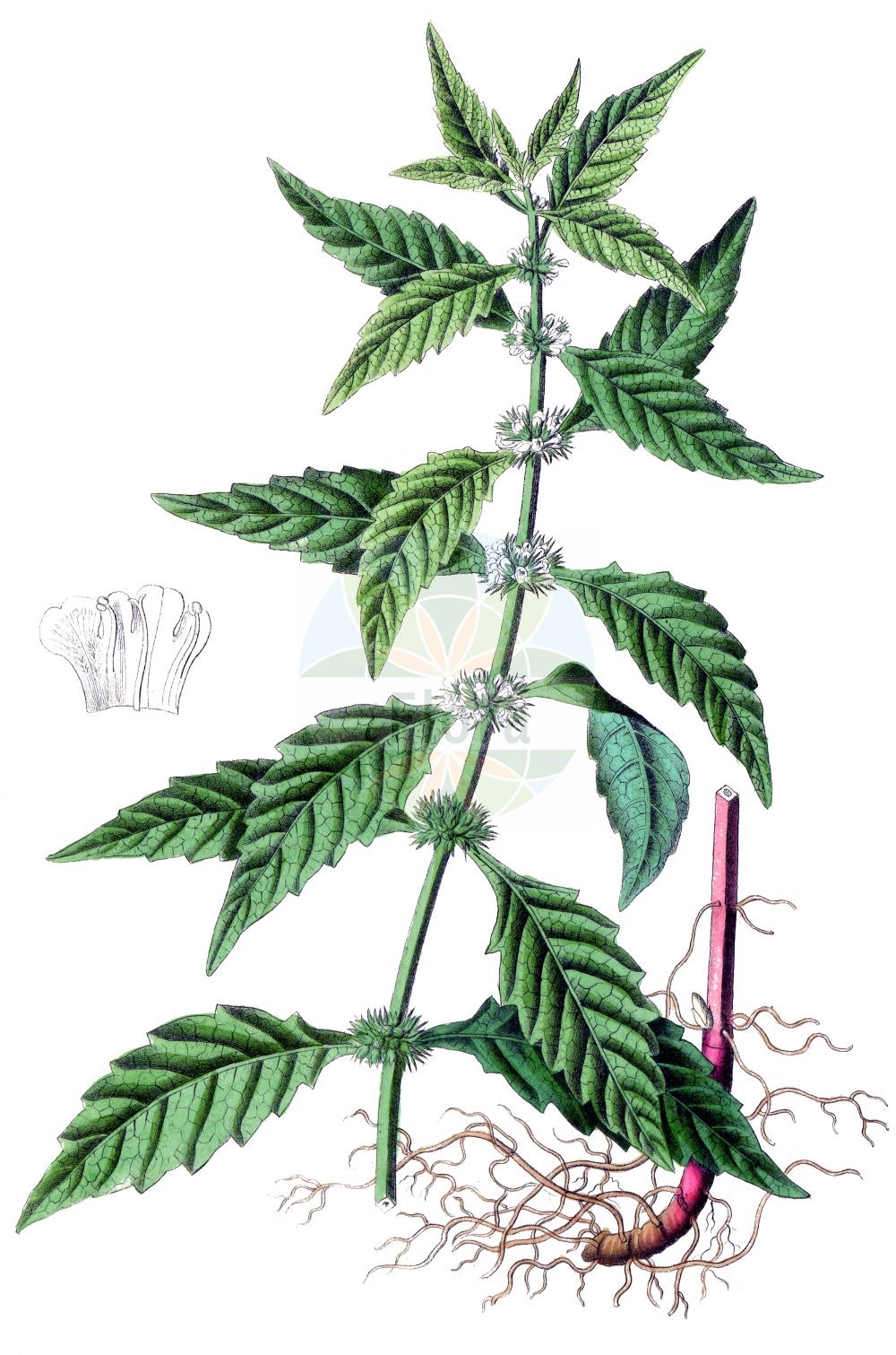 Lycopus europaeus - Lamiaceae,Plantae,Pteridobiotina,Angiosperms,Lamiales,Lamiaceae,Lycopus,Lycopus europaeus,Lycopus alboroseus, Lycopus albus, Lycopus aquaticus, Lycopus decrescens, Lycopus europaeus f. glabrescens, Lycopus europaeus f. glabrescens, Lycopus europaeus f. lanuginosus, Lycopus europaeus f. pusillus, Lycopus europaeus f. velutina, Lycopus europaeus prol. menthifolius, Lycopus europaeus subsp. menthifolius, Lycopus europaeus subsp. mollis, Lycopus europaeus var. elatior, Lycopus europaeus var. glabrescens, Lycopus europaeus var. hirsutus, Lycopus europaeus var. incanus, Lycopus europaeus var. menthifolius, Lycopus europaeus var. mollis, Lycopus europaeus var. procerior, Lycopus europaeus var. pubescens, Lycopus europaeus var. stolonifer, Lycopus europaeus var. subpinnatifidus, Lycopus europaeus var. trichophora, Lycopus laciniatus, Lycopus menthifolius, Lycopus mollis, Lycopus niger, Lycopus palustris, Lycopus riparius, Lycopus riparius var. incisus, Lycopus solanifolius, Lycopus souliei, Lycopus vulgaris,Ufer-Wolfstrapp;Weicher Ufer-Wolfstrapp;Gewöhnlicher Ufer-Wolfstrapp;Gewöhnlicher Wolfstrapp;Gewöhnlicher Wolfsfuß;Ganz Gewöhnlicher Wolfsfuß;Europäischer Wolfsfuss;gipsywort;gypsywort;european bugleweed;waterhorehound;Lycope d'Europe;Pied de loup;patte de loup;chanvre d'eau;crumiève;grumène;lance du Christ;marrube aquatique;menta de lobo;hierba de lobo;manrubio de agua;marrubio acuático;marrubio de agua;menta de burro;patilobo;pie de lobo;Erba sega comune;erba sega;licopia;marrubio acquatico;erba-sega comune;wolfspoot;marroio-de-água;зюзник европейский;kurtayağı;këmbujku i Evropës;likopës;malrubí d'aigua;peu de llop;obična vučja noga;kloört;strandklo;sværtevæld;karbieniec pospolity;navadni regelj;vízi peszérce;karbinec evropský;karbinec rolní;piciorul lupului;karbinec európsky;вовконіг європейський;Европейска катушка;катушка;harilik parkhein;Eiropas vilknadze;klourt;rantayrtti;вучја нога;гагамија;обична гагамија;чешњаста вучја нога;kaf-ze'ev eiroppit;כַּף=זְאֵב אֵירוֹפִּית;paprastoji vilkakojė;λύκοπος;ōu dì sǔn;欧地笋