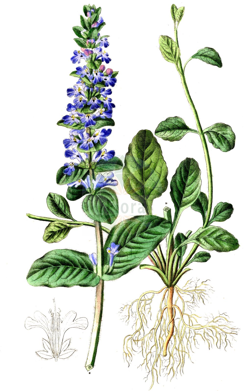 Ajuga reptans - Lamiaceae,Plantae,Pteridobiotina,Angiosperms,Lamiales,Lamiaceae,Ajuga,Ajuga reptans,Ajuga abnormis, Ajuga alpina, Ajuga barrelieri, Ajuga breviproles, Ajuga candolleana, Ajuga densiflora, Ajuga nanti, Ajuga pyramidalis, Ajuga repens, Ajuga reptans subvar. densiflora, Ajuga reptans var. alba, Ajuga reptans var. albiflora, Ajuga reptans var. alpina, Ajuga reptans var. caerulea, Ajuga reptans var. lerezana, Ajuga reptans var. pyramidata, Ajuga reptans var. rubra, Ajuga stolonifera, Ajuga vulgaris, Ajuga vulgaris prol. candolleana, Ajuga vulgaris subsp. abnormis, Ajuga vulgaris subsp. nantii, Ajuga vulgaris subsp. reptans, Ajuga vulgaris var. bifera, Ajuga vulgaris var. breviproles, Ajuga vulgaris var. stolonifera, Bugula decumbens, Bugula reptans, Bugula reptans var. hirsuta, Teucrium reptans,Kriech-Günsel;Kriechender Günsel;Purpur-Günsel;bugle;carpet bugle;common bugle;Bugle rampante;bugle stolonifère;petite consoude;consoude moyenne;consyre moyenne;dorve;herbe à la coupasse;herbe à maout;herbe au charpentier;herbe de St-Laurent;ayuga;búgula;consuelda media;pinillo;búguea;corocha;hierba de las balsas;sage verdadero;suelda;Bugula;Consolida;Iva comune;consolida mezzana;ツルジユウニヒトエ;erba di San Lorenzo;kruipend zenegroen;lingua-de-boi;ajuga;ajuga-rasteira;búgula;búgula-reptante;cansolda-média;consolda-média;consolda-mediana;erva-carocha;erva-de-são-lourenço;erva-férrea;língua-de-boi;viuvinha;живучка ползучая;живушка ползучая;meryem saçı;ajuga zvarranike;ajugës;búgula;consolda;consolda mitjana;esquiva;mitjana;puzajuća ivica;revsuga;krybende læbeløs;dąbrówka rozłogowa;セイヨウジュウニヒトエ;セイヨウキランソウ;アユガ;tsuru-jûnihitoe;seiyô-kiran-sô;seiyô-jûnihitoe;ayuga;ツルジユウニヒトエ;plazeči skrečnik;indás ínfű;zběhovec plazivý;tămîiţă;vineriţă;vinețică;zbehovec plazivý;горлянка повзуча;аюга;пълзящо срещниче;roomav akakapsas;ložņu cekuliņš;krypjonsokkoll;rönsyakankaali;пузава ивица;šliaužiančioji vaisgina