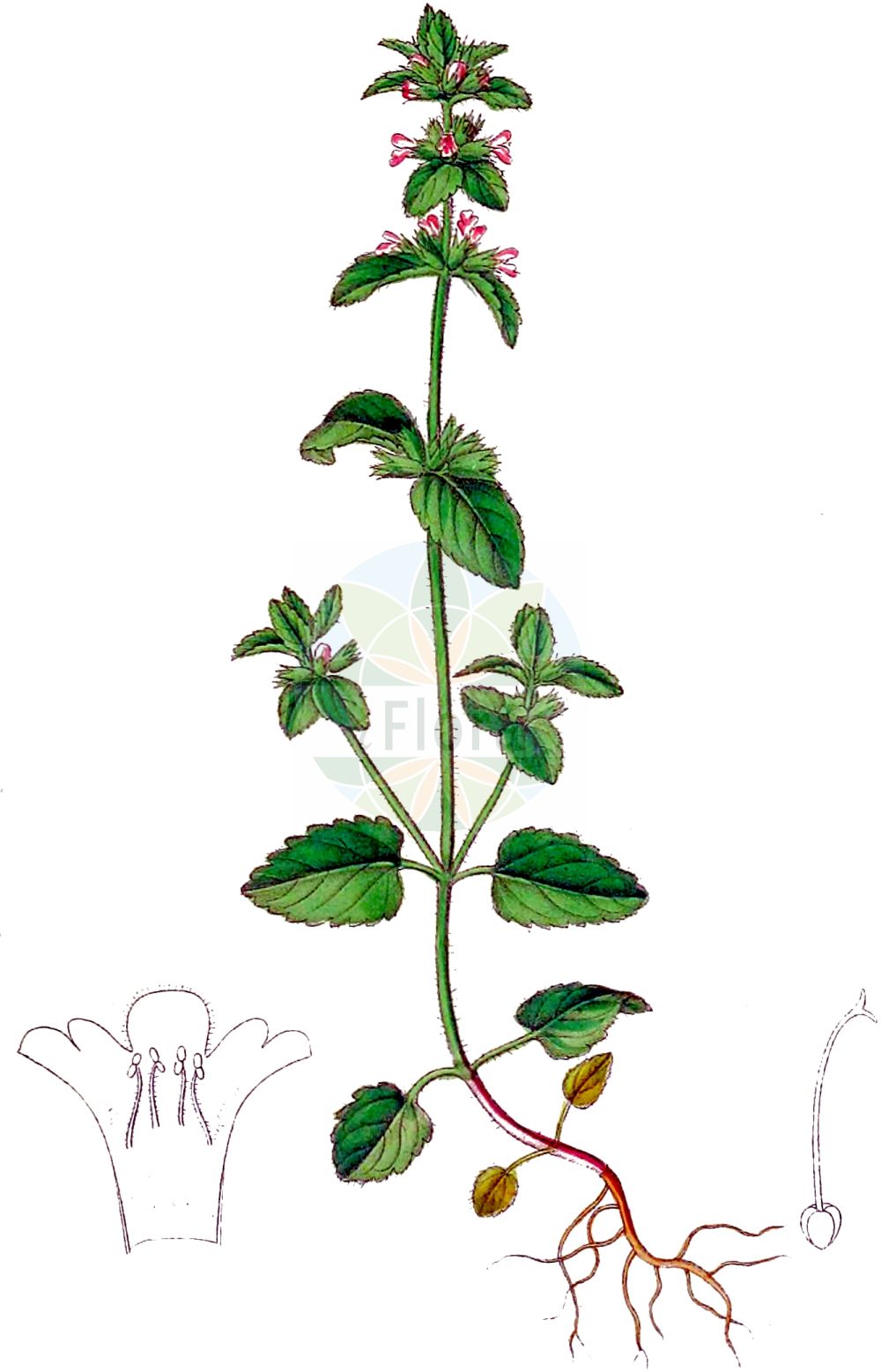 Stachys arvensis - Lamiaceae,Plantae,Pteridobiotina,Angiosperms,Lamiales,Lamiaceae,Stachys,Stachys arvensis,Cardiaca arvensis, Glechoma arvensis, Glechoma belgica, Glechoma marrubiastrum, Stachys arvensis f. albiflora, Stachys arvensis var. albiflora, Stachys arvensis var. bermudiana, Stachys arvensis var. lamiiformis, Stachys arvensis var. typica, Stachys brasiliensis, Trixago arvensis, Trixago colorata, Trixago cordifolia, Trixago punctata, Trixella arvensis,Acker-Ziest;field woundwort;corn woundwort;field-nettle betony;staggerweed;Epiaire des champs;épiaire des champs;betonica;ortiga mansa;tolonga;supiquehua;pedorrera;hierba del gato;matapollos;Stregona minore;strega campestre;stachide minore;erba frassinella;middelst blaasjeskruid;aakerandoorn;akkerandoorn;orelha-de-urso;чистец полевой;tarla karabaşı;sarushë;estaquis arvense;poljski čistac;middelhavs kveke;åkersyska;ager-galtetand;czyściec polny;yabuchorogi;yabuinugoma;ヤブイヌゴマ;ヤブチョロギ;njivski čišljak;mezei tisztesfű;čistec rolní;čistec roľný;дребноцветно чадърче;eshbal hassadeh;אֶשְׁבַּל הַשָּׂדֶה;tián yě shuǐ sū;田野水苏