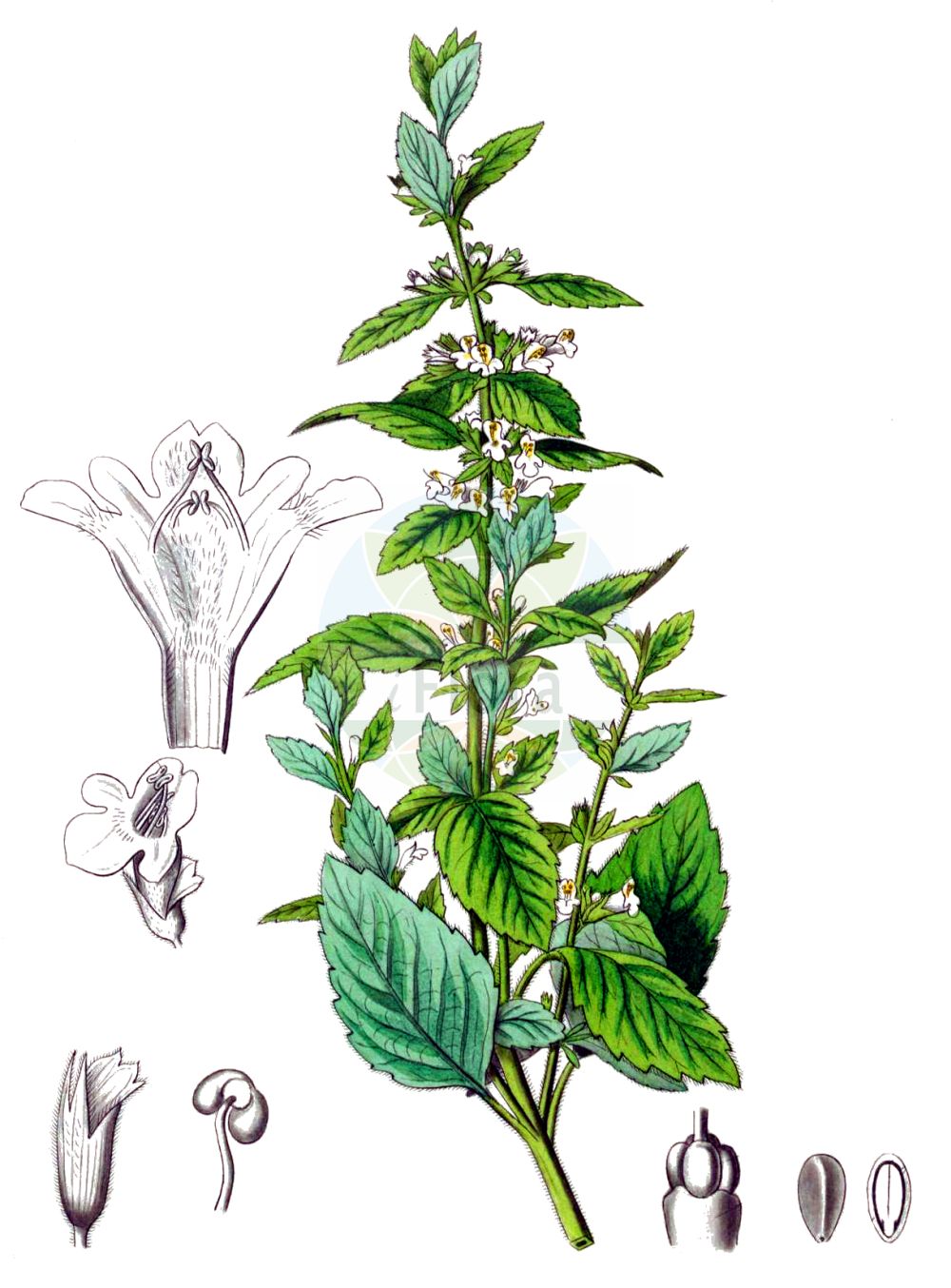 Melissa officinalis - Lamiaceae,Plantae,Pteridobiotina,Angiosperms,Lamiales,Lamiaceae,Melissa,Melissa officinalis,Faucibarba officinalis, Mutelia officinalis, Thymus melissa,Zitronen-Melisse;Melisse;Citronenmelisse;Gartenmelisse;balm;bee balm;lemon balm;common balm;Mélisse officinale;mélisse citronelle;piment des abeilles;melisa;toronjil;abejera;albedarumbre;apiastro;cedrón;cidronela;hierba limonera;hierba luna;hoja de limón;limoncillo;limonera;pasto de abejas;té de calazo;té de huerto;tolongina;toronjil cidrado;toronjil de limón;toronjina;toronjuil falso;Melissa vera;appiastro;cedronella;limoncina;erba cedrata;citroenmelisse;limonete;anafes;chá-da-frança;cidreira;citronela-menor;coroa-de-rei;erva-cidreira;melissa;лимонник;мелисса лекарственная;oğulotu;milcë;arangí;bedaranjí;cidrac;citronella;herba abellera;herba cidra;herba cidrera;herba llimonera;mlissa;tarongina;ljekoviti matičnjak;citronmeliss;melisa lekarska;remonbâmu;レモンバーム;navadna melisa;citromfű;meduňka lékařská;medovka lekárska;меліса лікарська;маточина;sitruunamelissa;melisah refu'it;מֵלִיסָה רְפוּאִית;xiāng fēng huā;香蜂花
