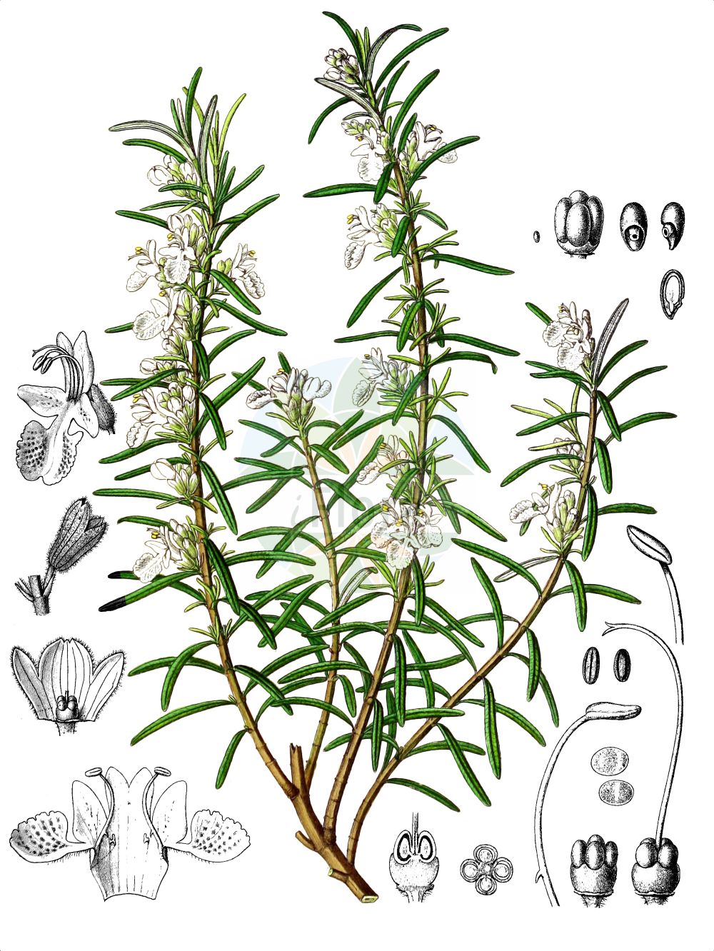 Salvia rosmarinus - Lamiaceae,Plantae,Pteridobiotina,Angiosperms,Lamiales,Lamiaceae,Salvia,Salvia rosmarinus,Rosmarinus angustifolius, Rosmarinus communis, Rosmarinus flexuosus, Rosmarinus latifolius, Rosmarinus lavandulaceus var. trogloditarum, Rosmarinus laxiflorus, Rosmarinus laxiflorus var. reptans, Rosmarinus ligusticus, Rosmarinus officinalis, Rosmarinus officinalis f. laxiflorus, Rosmarinus officinalis prol. latifolius, Rosmarinus officinalis subsp. laxiflorus, Rosmarinus officinalis subsp. palaui, Rosmarinus officinalis subsp. valentinus, Rosmarinus officinalis subvar. macrocalyx, Rosmarinus officinalis var. angustifolius, Rosmarinus officinalis var. angustissimus, Rosmarinus officinalis var. argentatus, Rosmarinus officinalis var. auratus, Rosmarinus officinalis var. flexuosus, Rosmarinus officinalis var. latifolius, Rosmarinus officinalis var. latifolius, Rosmarinus officinalis var. laxiflorus, Rosmarinus officinalis var. nutans, Rosmarinus officinalis var. palaui, Rosmarinus officinalis var. prostratus, Rosmarinus officinalis var. rigidus, Rosmarinus officinalis var. serotinus, Rosmarinus officinalis var. trogloditarum, Rosmarinus officinalis var. vulgaris, Rosmarinus palaui, Rosmarinus prostratus, Rosmarinus prostratus, Rosmarinus rigidus, Rosmarinus serotinus, Rosmarinus tenuifolius, Salvia fasciculata, Salvia rosmarinus subsp. palaui, Salvia rosmarinus subsp. valentina,Rosmarin;rosemary;garden rosemary;moorwort;Romarin officinal;encensier;herbe des troubadours;herbe-aux-couronnes;romarin;romarin des troubadours;rose marine;romero comun;romero común;romé;romerino;romero;romero bendito;romero blanco;romero hembra;romero macho;rosa de mar;rosmarino;rumero;Rosmarino;romerino comune;rosmarino comune;late guldenroede;gewoon rozemarijn;rozemarijn;rosmaninho-cumum;rosmaninho-comum;alecrim;alecrim-de-terra;alicrizeiro;rosmaninho;розмарин лекарственный;розмарин обыкновенный;biberiye;rosmarinë;romaní;romer;romer de flor blanca;romer de monte;romer femella;romera;romeret;romero royo;ružmarin;lång-svingel;vanlig rosmarin;mannenrou;rôzumarî;マンネンロウ;ローズマリー;navadni rožmarin;rozmaring;rozmarýn lékařský;rozmarin;rozmarín lekársky;розмарин справжній;розмарин;mí dié xiāng shǔ;迷迭香属