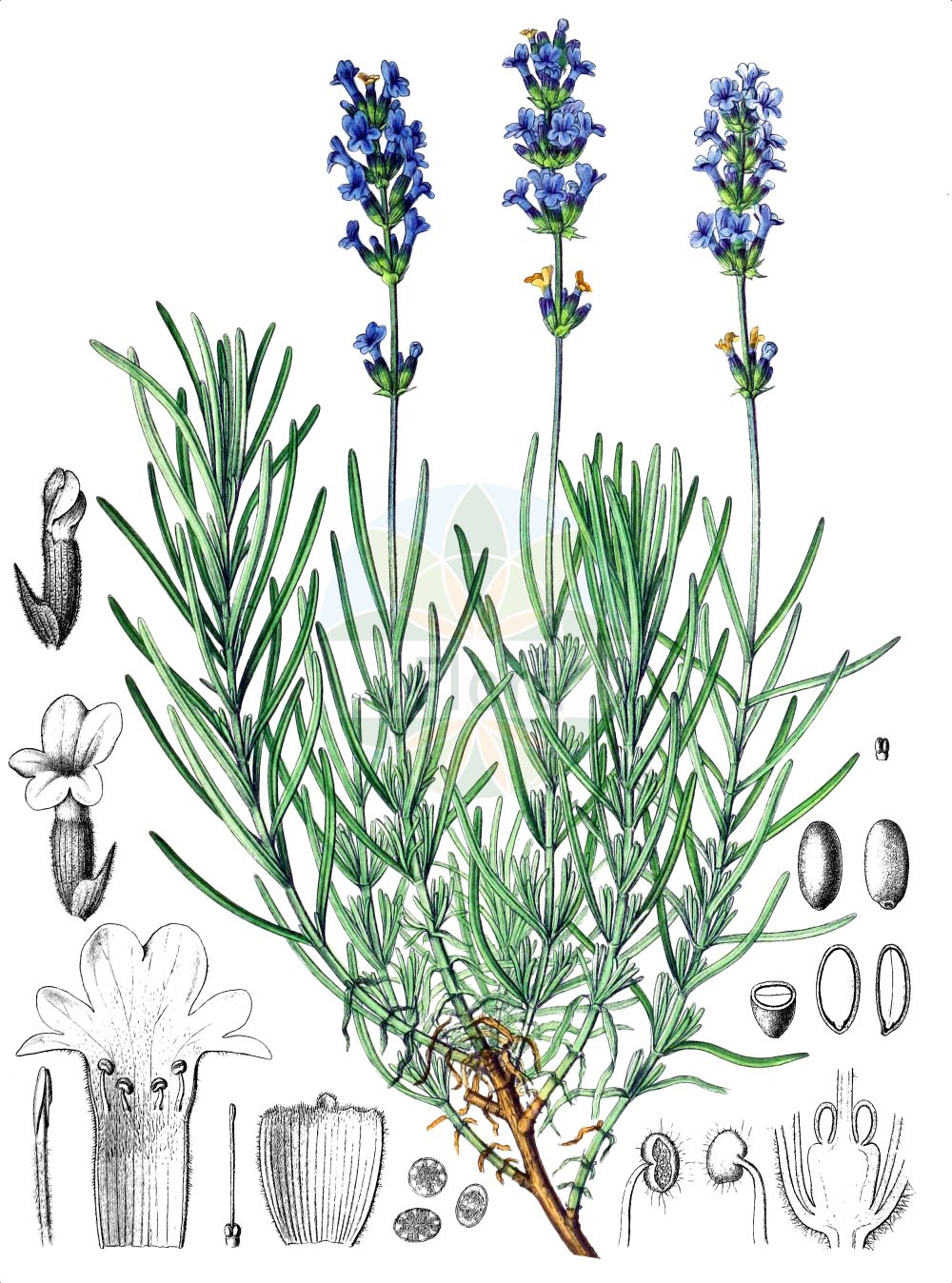 Lavandula angustifolia - Lamiaceae,Plantae,Pteridobiotina,Angiosperms,Lamiales,Lamiaceae,Lavandula,Lavandula angustifolia,Lavendel;Echter Lavendel;Schmalblatt-Lavendel;Schmalblättriger Lavendel;garden lavender;common lavender;english lavender;french lavender;lavender;Lavande vraie;lavande femelle;lavande commune;lavande officinale;aspic;faux nard;garde-robe;lavande à feuilles étroites;lavande fine;lavande spic;nard d'Italie;spicanard;banda;espícol;espiégol;espigó;espígola;espigoleta;espigolina;espliego común;espliego fino;lavanda hembra;lavándula;pániol;póliol;Lavanda vera;banda;fior di spigo;spigo;krus-skräppa;echte lavendel;alfazema;lavanda;лаванда колосистая;лаванда колосковая;лаванда колосовая;лаванда настоящая;лаванда узколистная;lavanta;lavandë;barballó;espic;espígol;espígol femella;espígol ver;espigolina;lavendel;lavendel;lawenda wąskolistna;prava sivka;közönséges levendula;levandule lékařská;levanduľa úzkolistá;лаванда вузьколиста;лавандула;xūn yī cǎo;薰衣草
