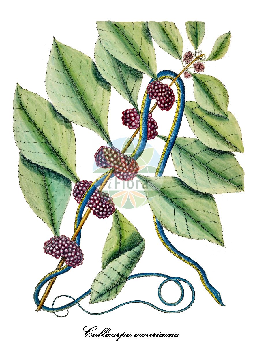 Callicarpa americana - Lamiaceae,Plantae,Pteridobiotina,Angiosperms,Lamiales,Lamiaceae,Callicarpa,Callicarpa americana,Burchardia americana, Burchardia callicarpa, Callicarpa americana f. lactea, Callicarpa americana var. alba, Callicarpa americana var. lactea, Callicarpa americana var. purpurea, Callicarpa serrata, Callicarpa viburnifolia, Johnsonia americana